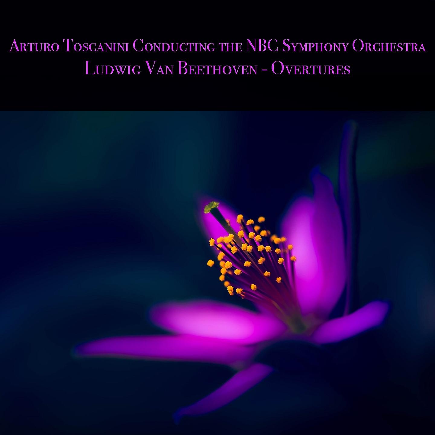 NBC Symphony Orchestra - Quartet No. 16 in F Major, Op. 135: I. Lento Assai, Cantante e Tranquillo