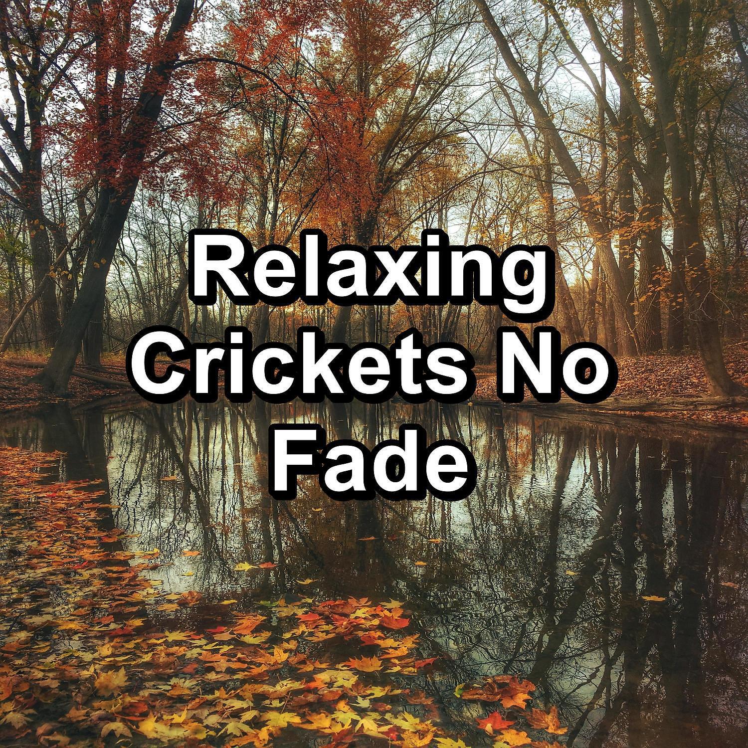 4D Nature Recordings - Calming Woods Sounds