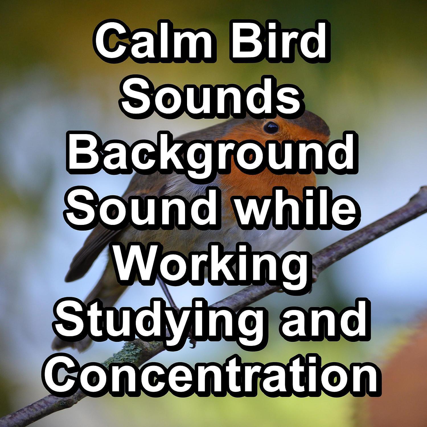 Yoga - Cozy Bird Sounds Ambience Sounds To Loop as Long as you Need