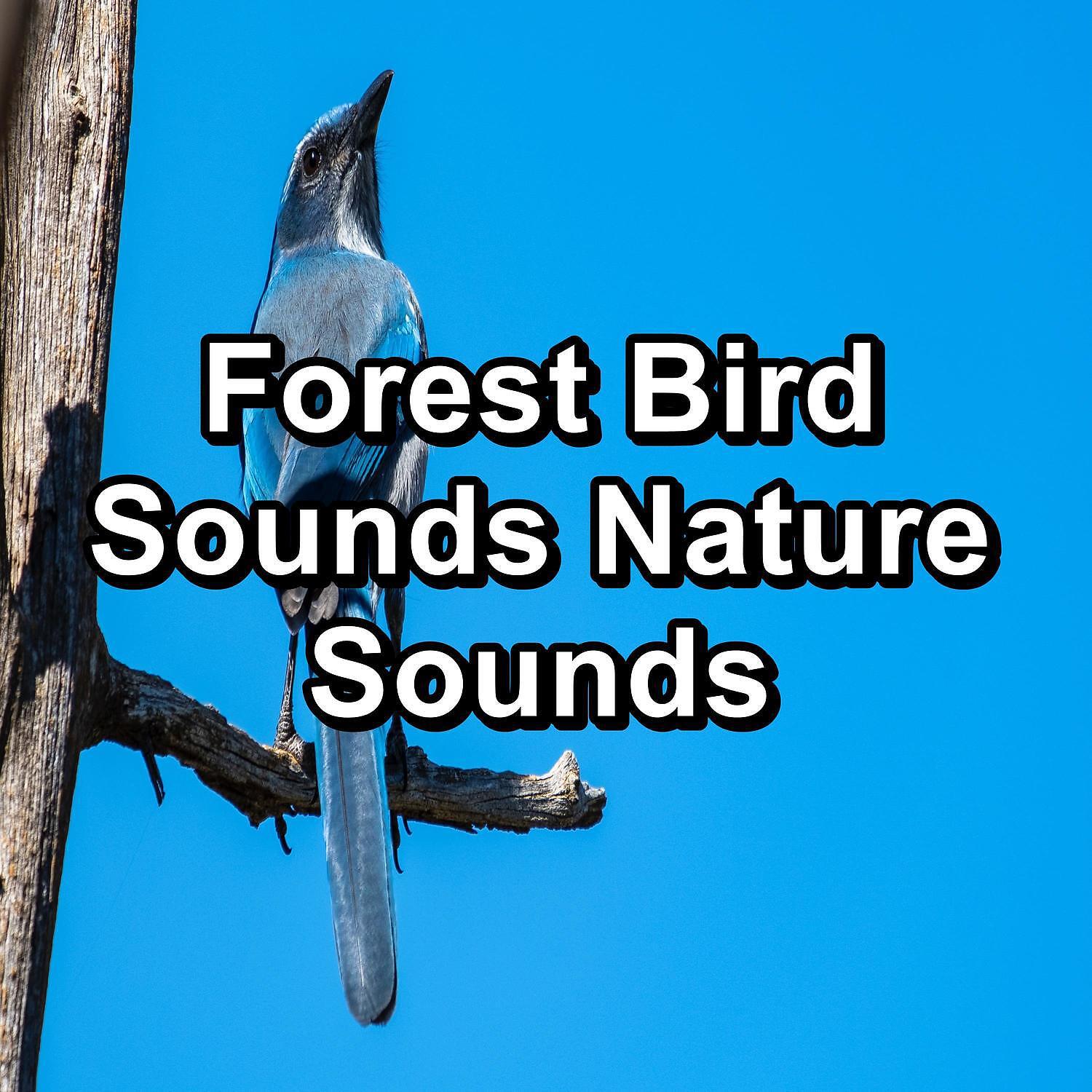 White Noise Baby Sleep - Beautiful Bird Sounds For Deep Sleep To Help Your Baby Relax
