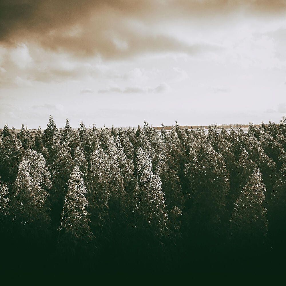 E.Lemental - Forest rite (Original Mix)