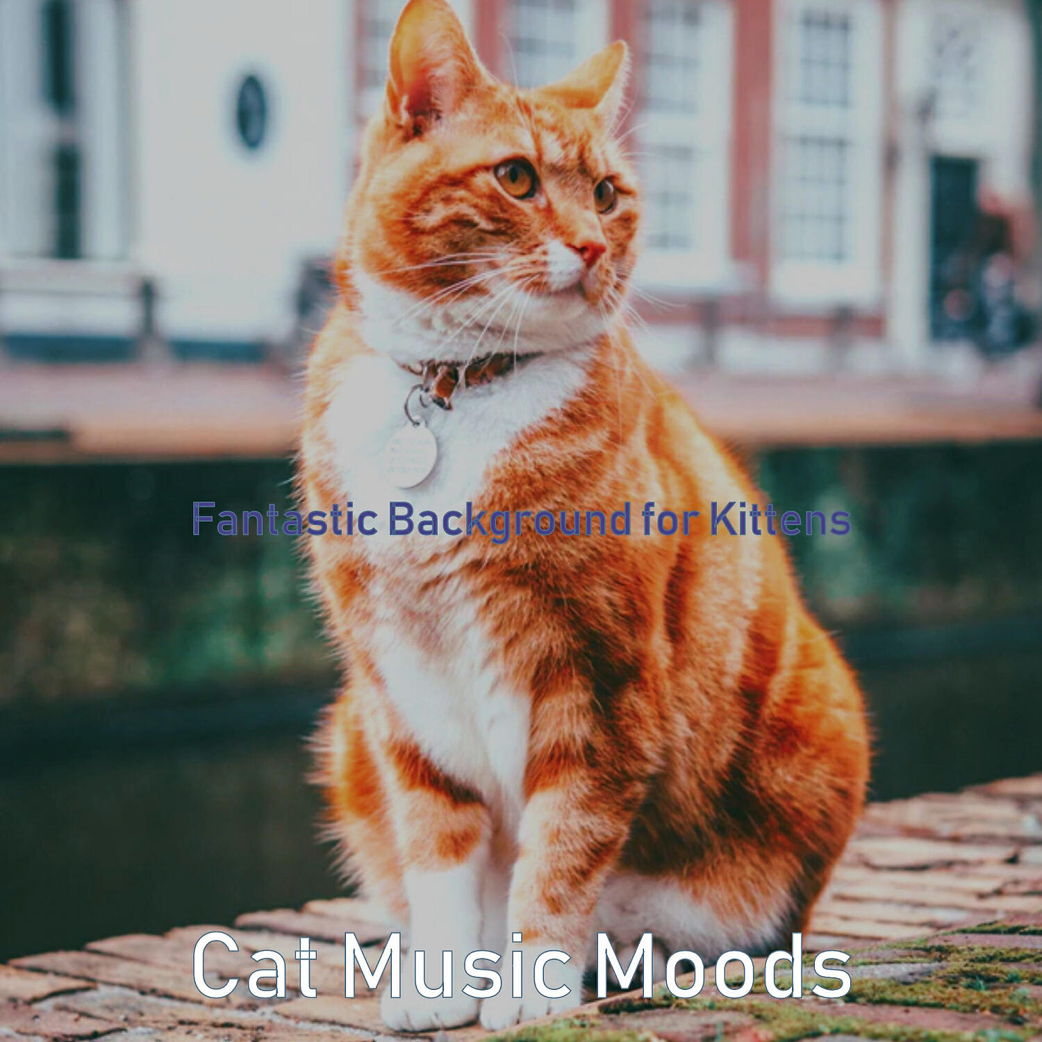 Cat Music Moods - Bubbly Ambience for Cute Cats