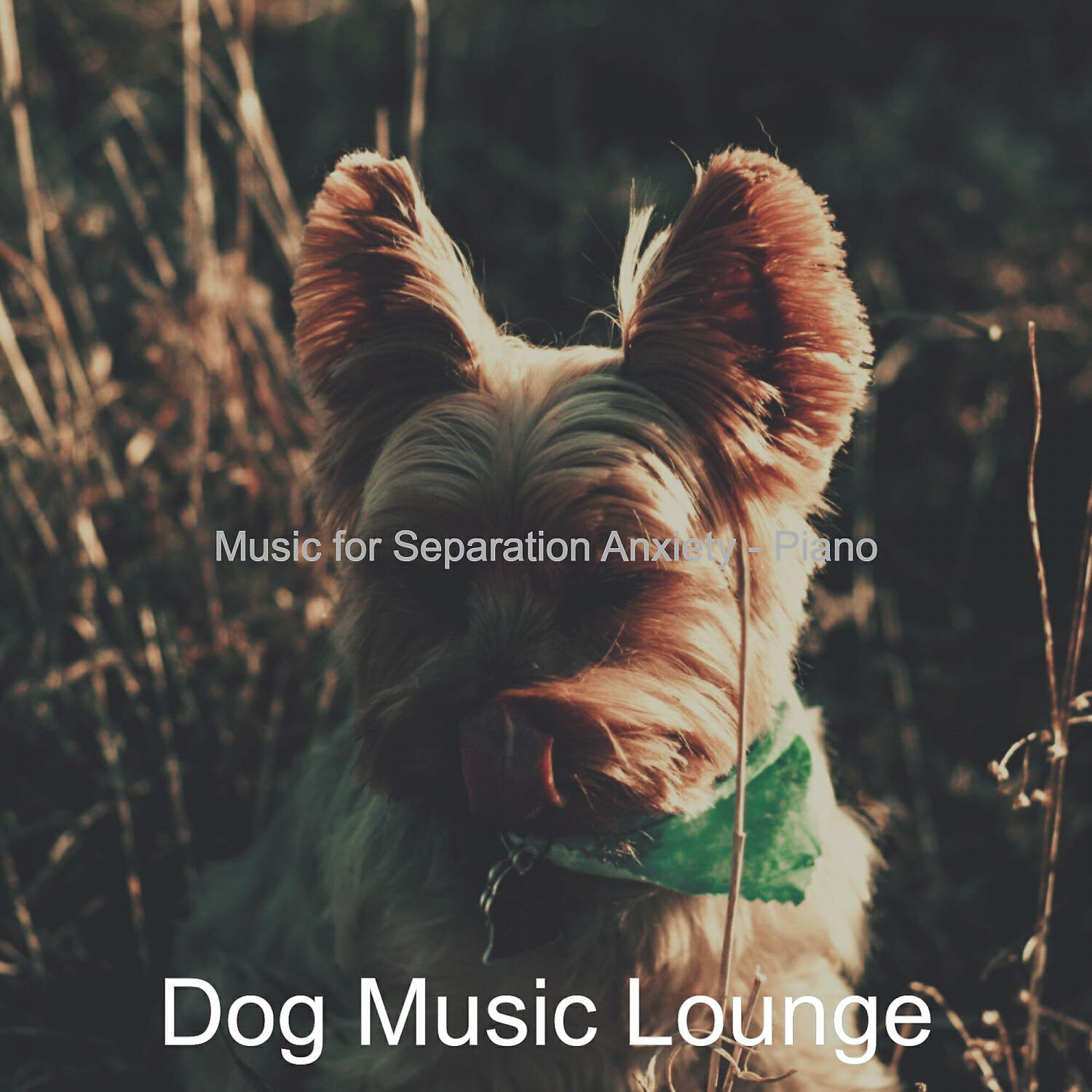 Dog Music Lounge - Superlative Solo Piano Jazz - Vibe for Resting Dogs