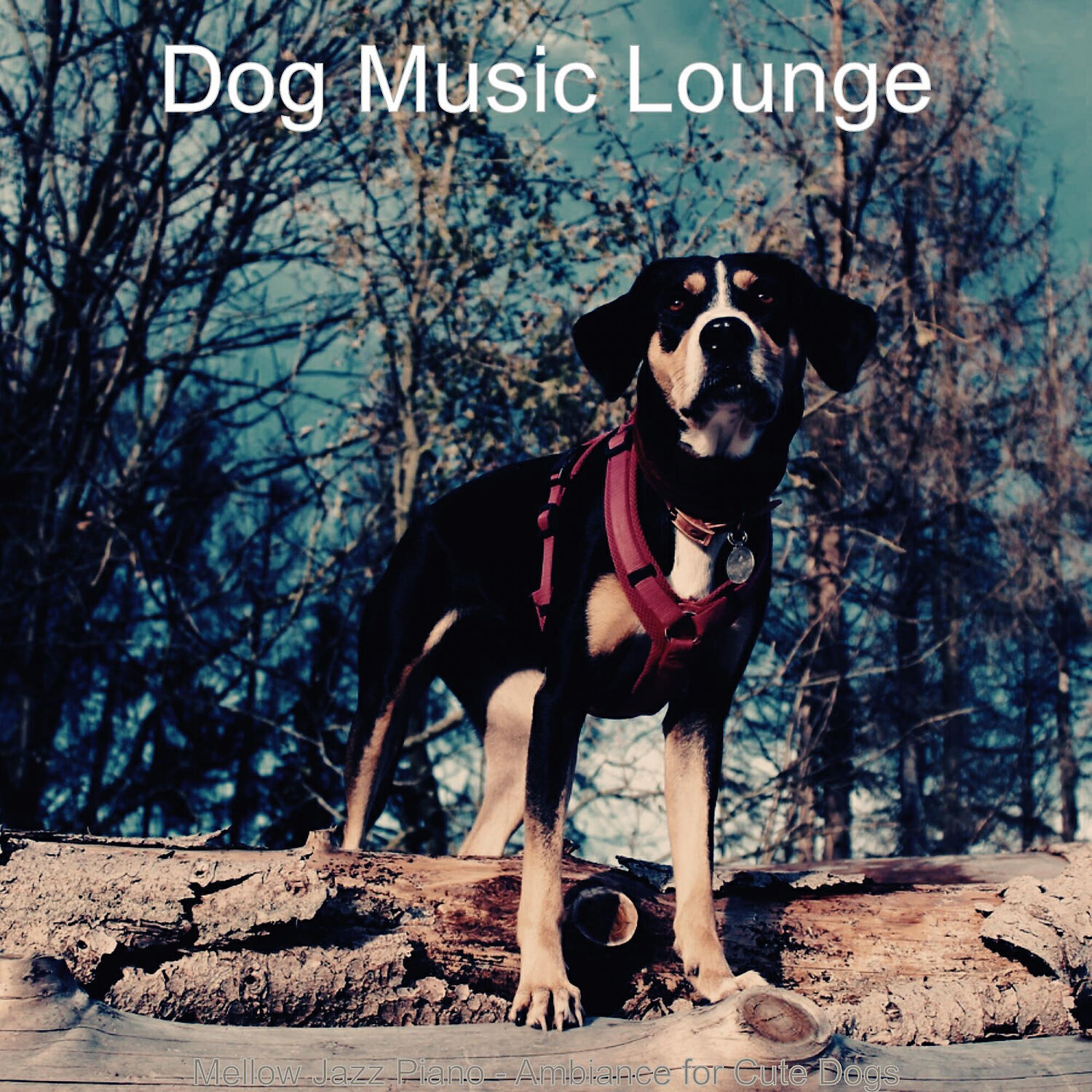 Dog Music Lounge - Spectacular Solo Piano Jazz - Vibe for Cute Dogs
