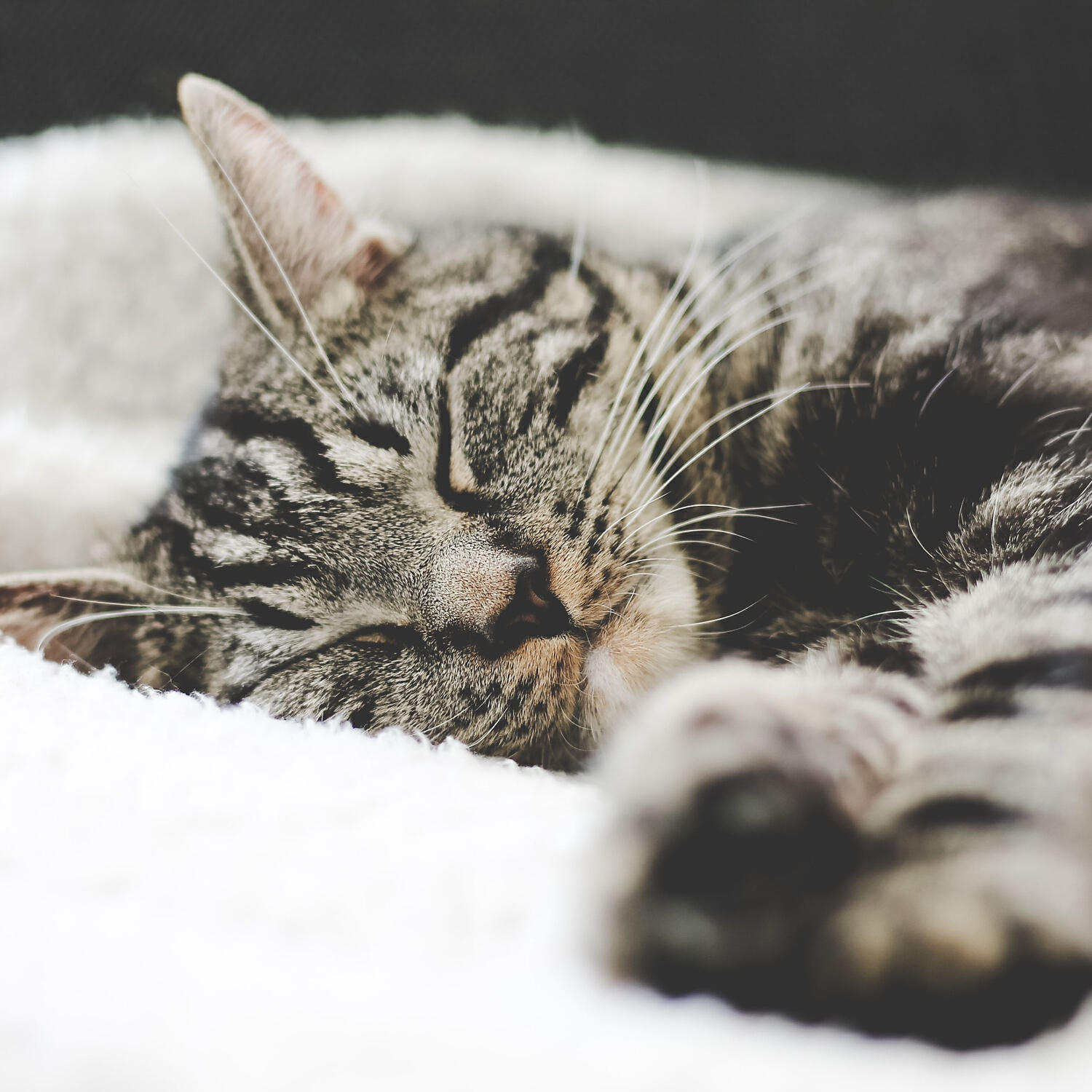 Dog Music - Music for Dog's Ears, Sleep Music for Cats and Dogs, Pt. 6
