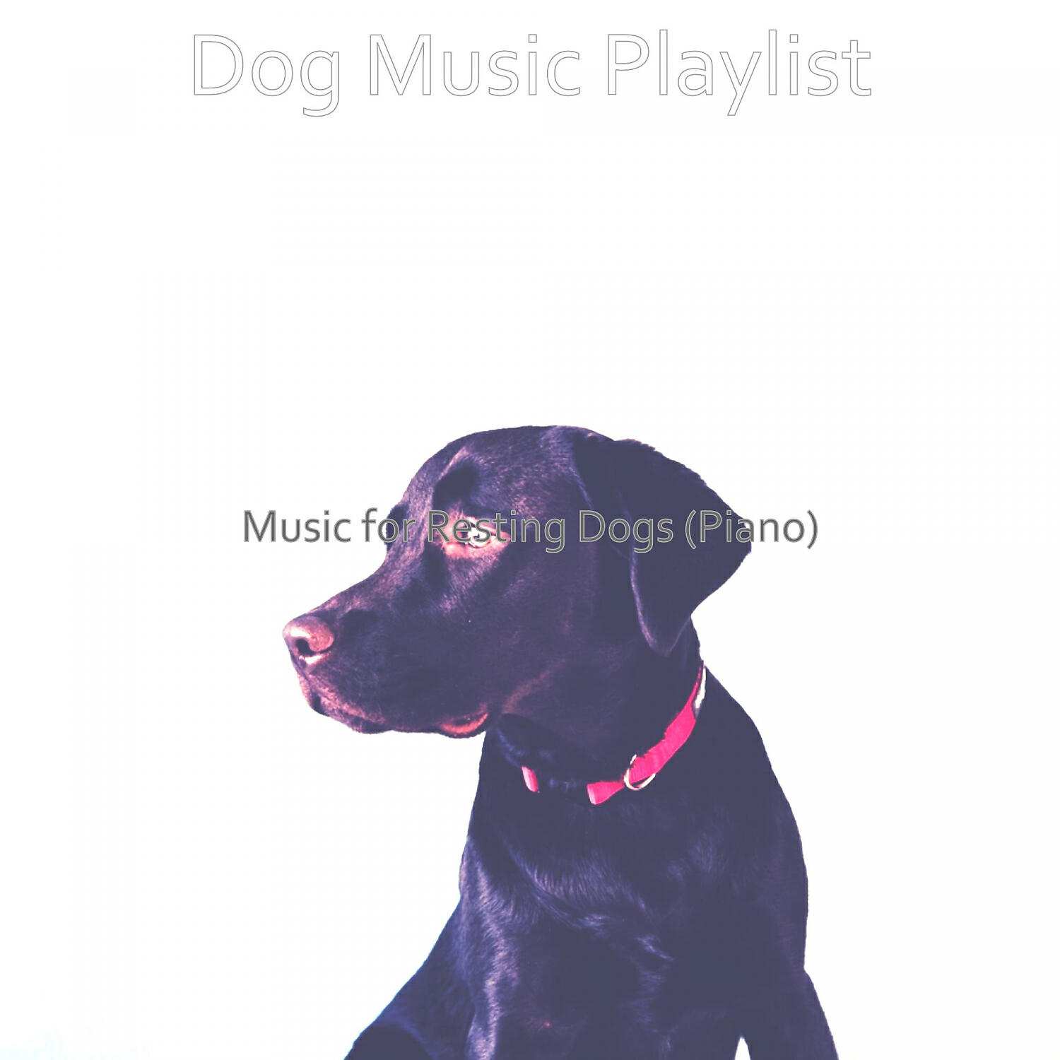 Dog Music Playlist - Number One Music for Puppies