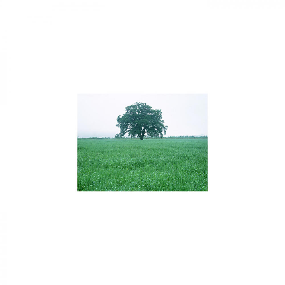 Mindfulness Healing BGM Project - Woods & Mental Stability (Original Mix)