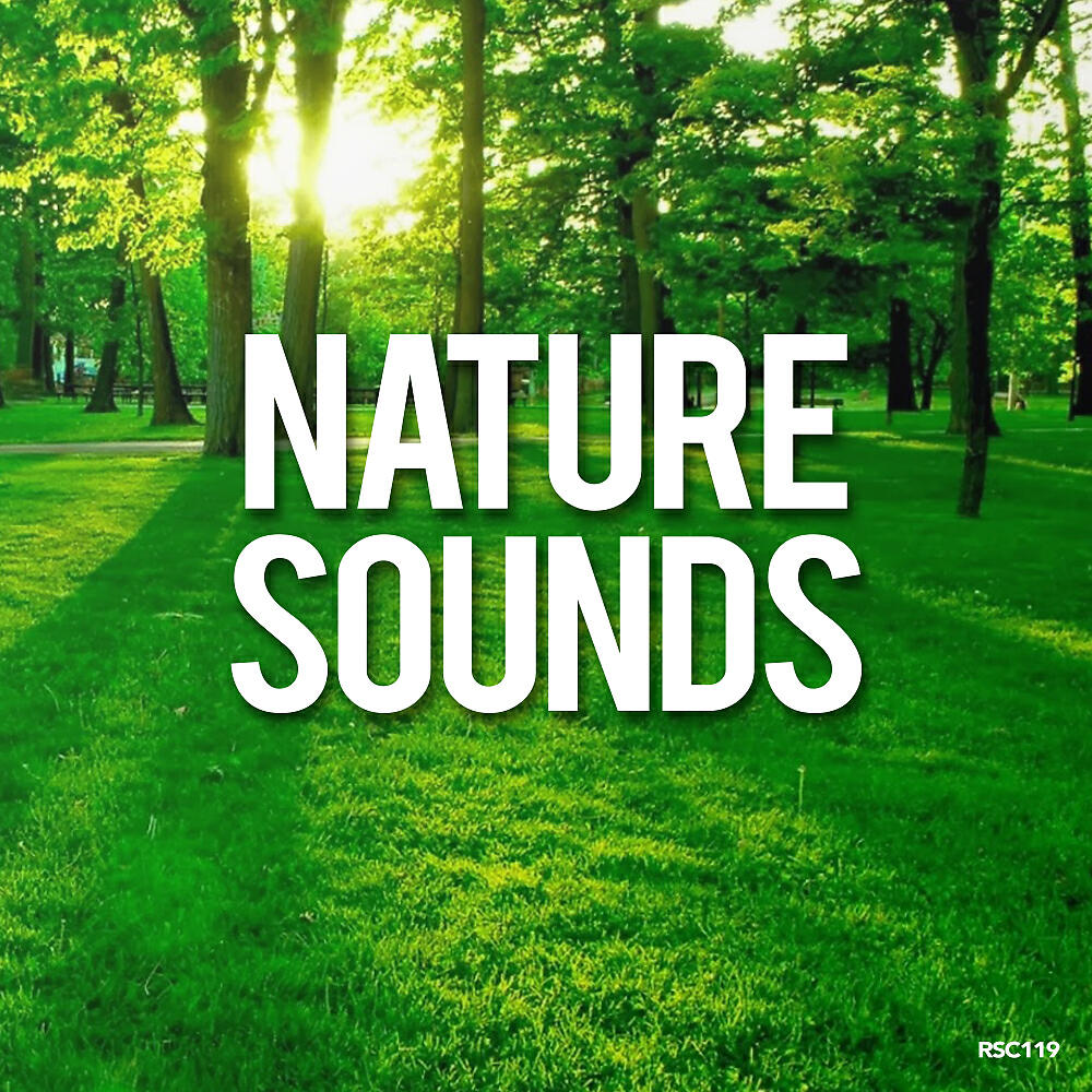 Nature Sounds - Field Recording (Original Mix)