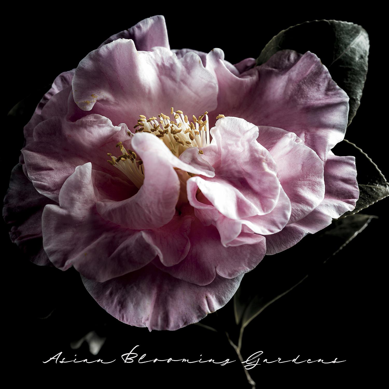 Постер альбома Asian Blooming Gardens: Spring Time, Living Nature, Oriental Meditation