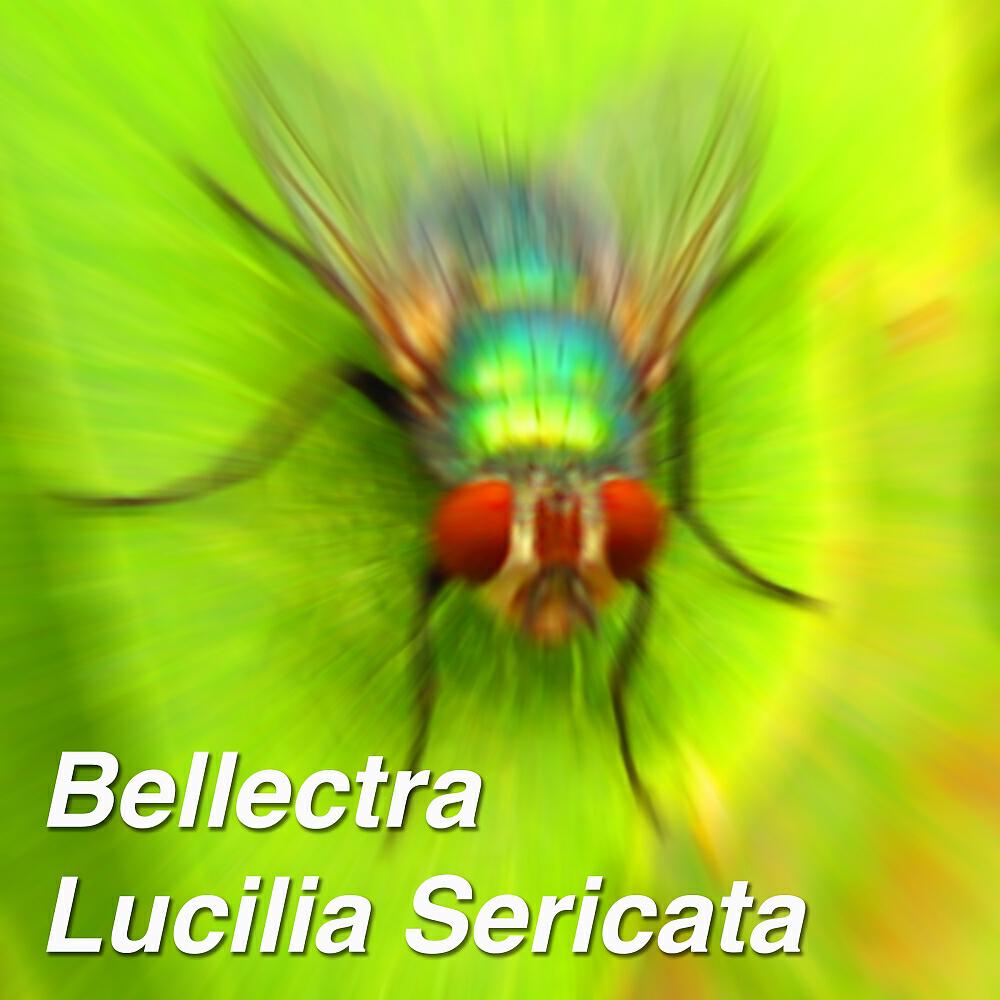 Bellectra - Lucilia Sericata