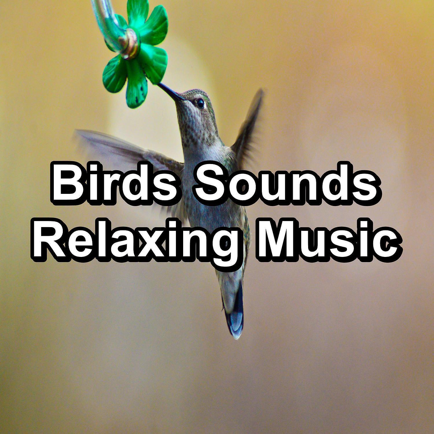 Baby Sleep Aid - Beautiful Bird Sounds Nature Sounds Peaceful For Meditation