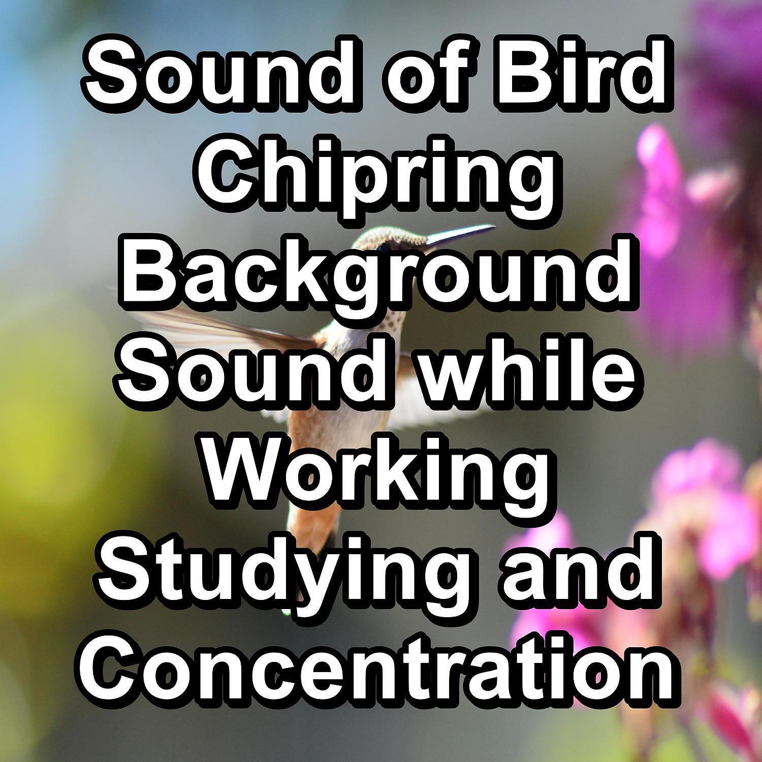 Sleep - Forest Bird Sounds Instant Deep Sleep For Babies and Infants