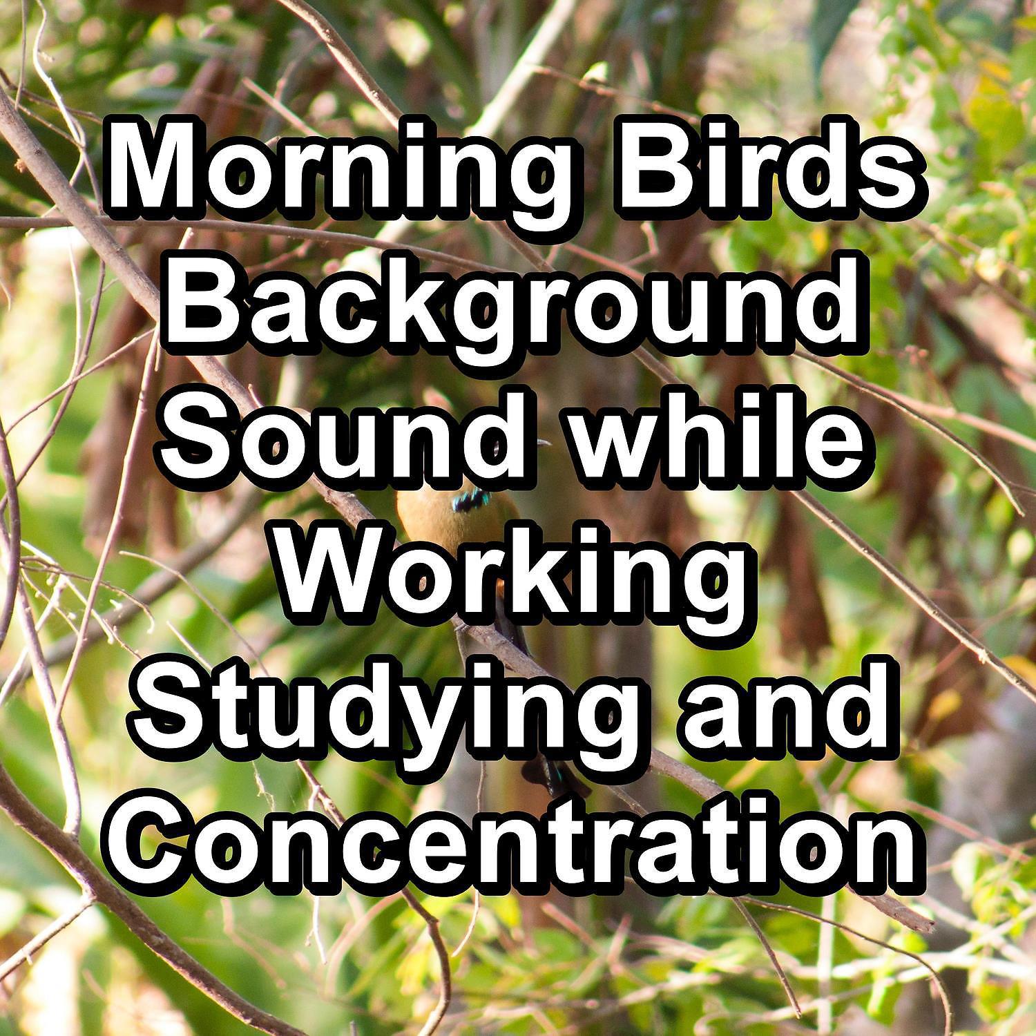Постер альбома Morning Birds Background Sound while Working Studying and Concentration