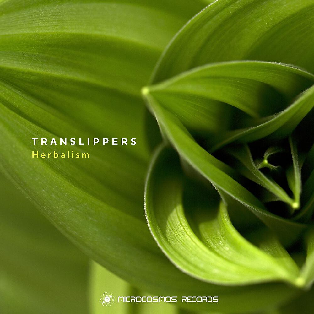Translippers - Cosmocats