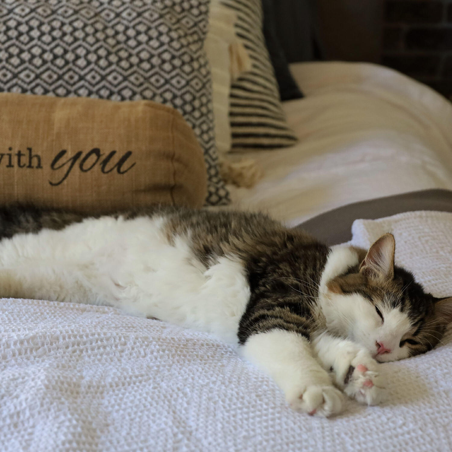 Dog Music - Tus mascotas merecen relajacion, Music for Dogs and Cats and Sleep Music, Pt. 1