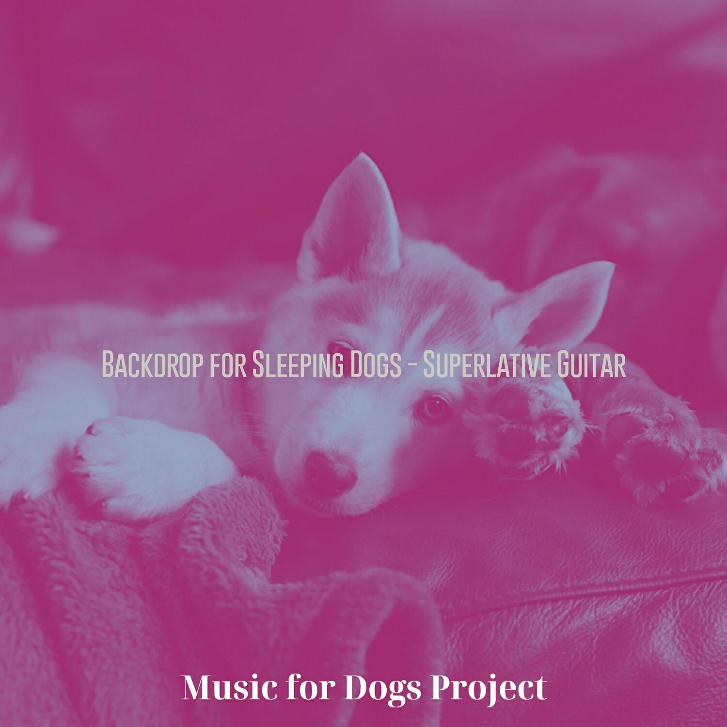 Music for Dogs Project - Superlative Backdrops for Cute Puppies