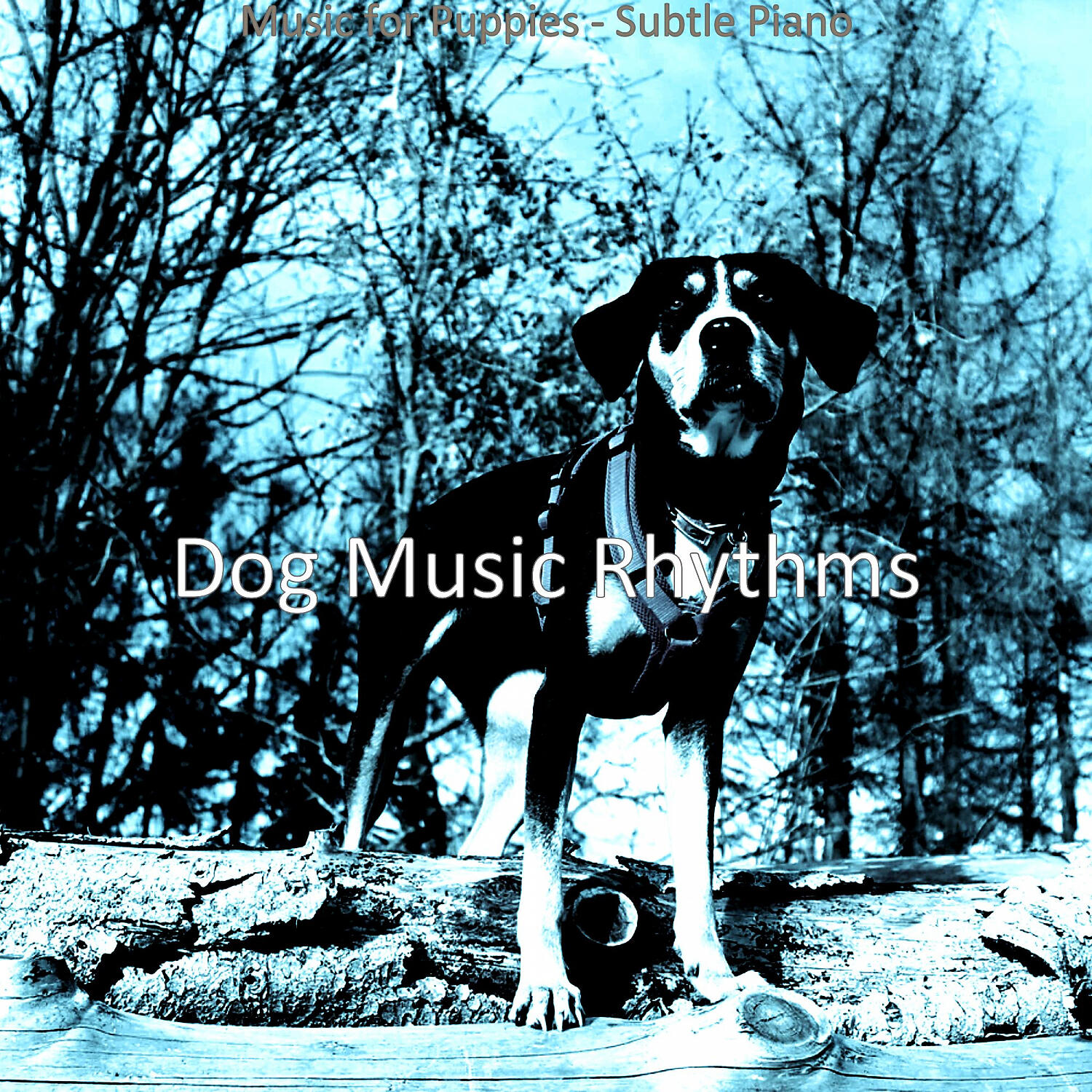 Dog Music Rhythms - High Class Backdrops for Doggy Training