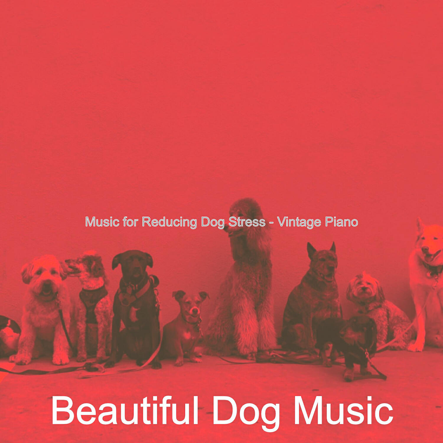 Beautiful Dog Music - Opulent Solo Piano Jazz - Vibe for Resting Dogs