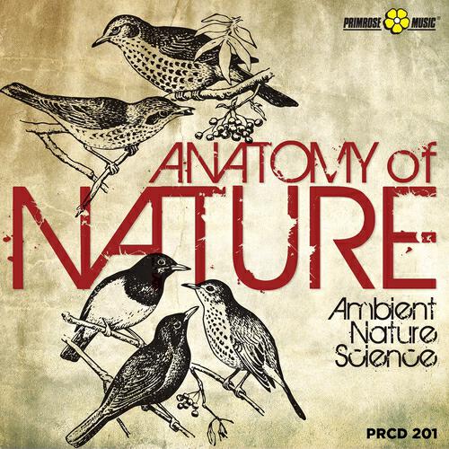 Roberto Vallicelli - Structure of Living Things