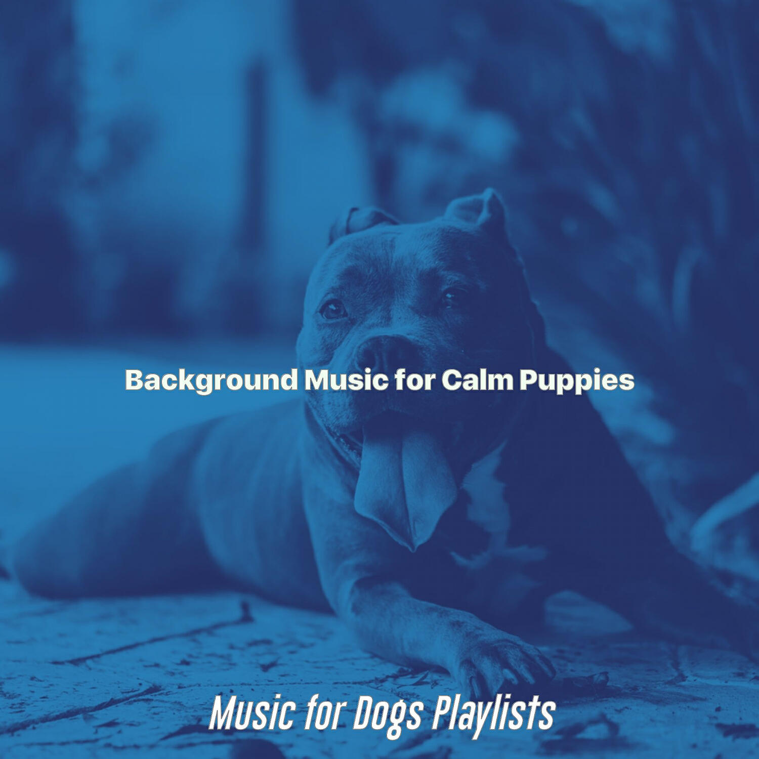 Music for Dogs Playlists - Entertaining Moods for Walking the Dog