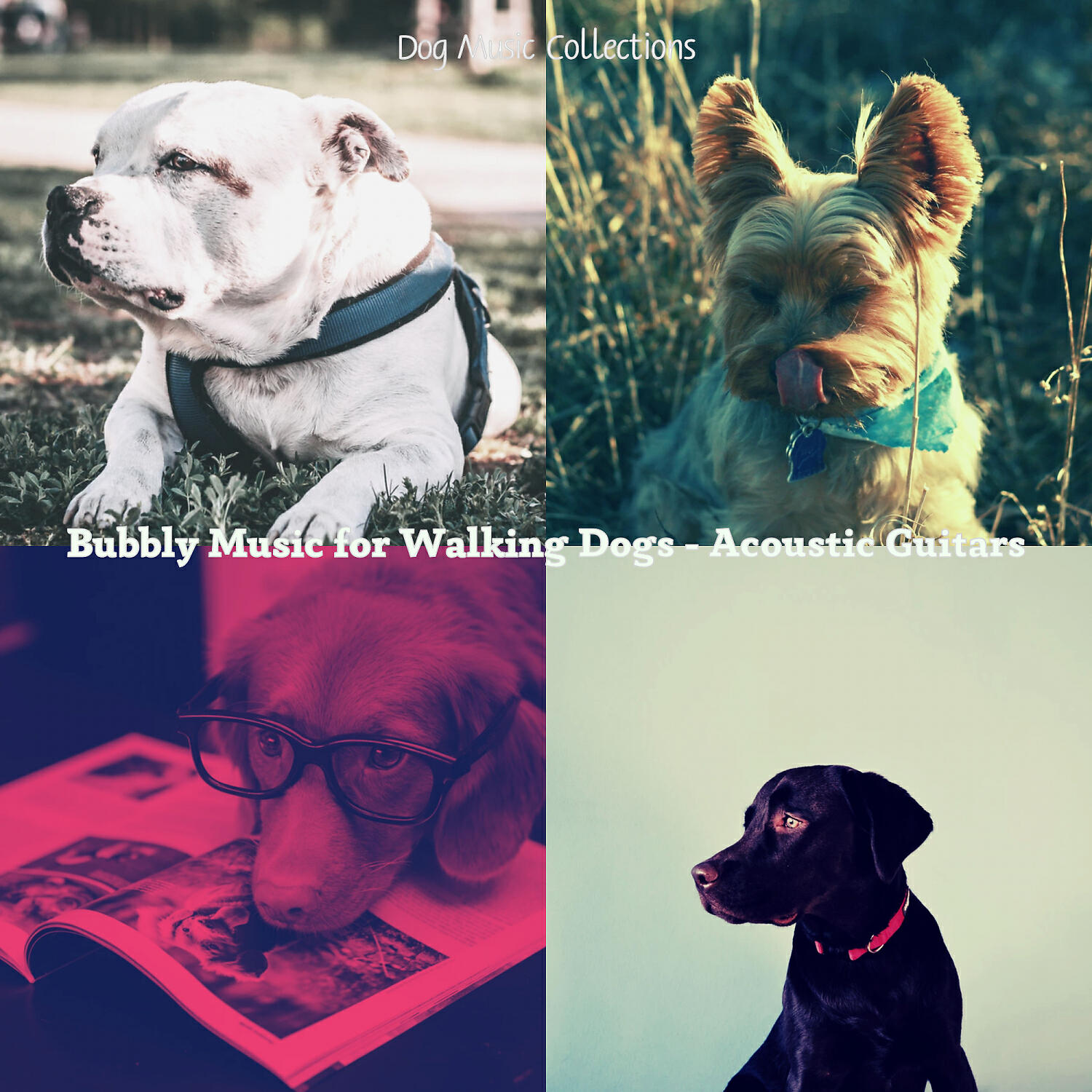 Dog Music Collections - Bubbly Music for Cute Puppies