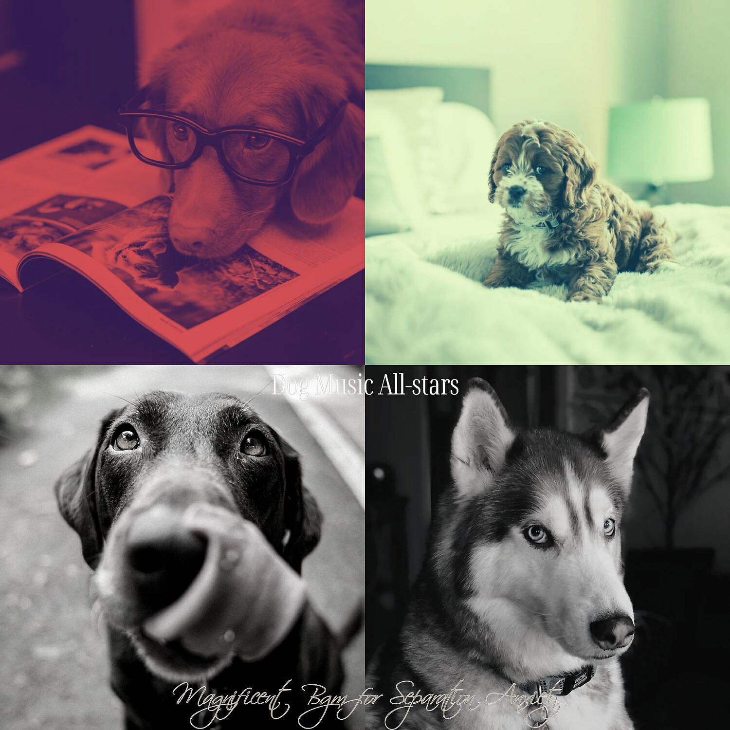 Dog Music All-stars - Easy Listening Acoustic Guitar Soundtrack for Lonely Dogs