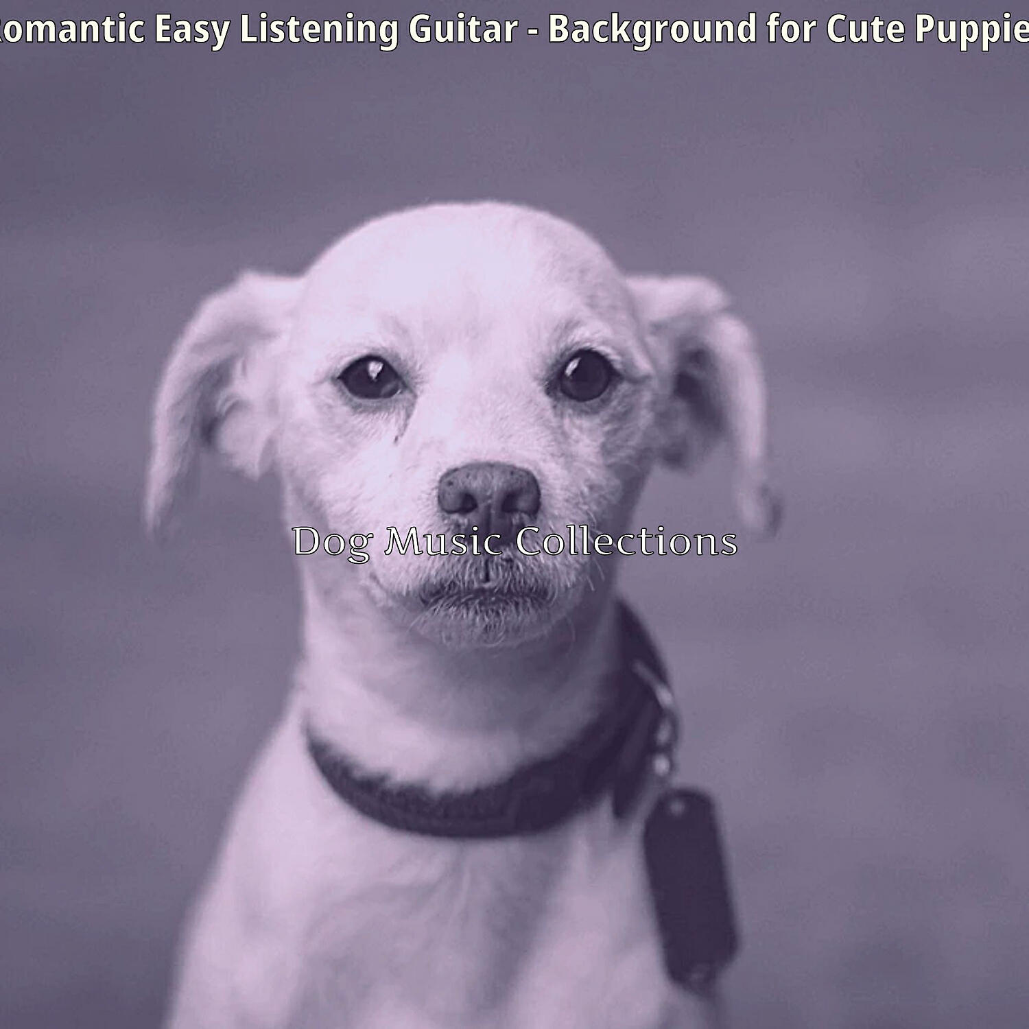 Dog Music Collections - Easy Listening Acoustic Guitar Soundtrack for Happy Dogs