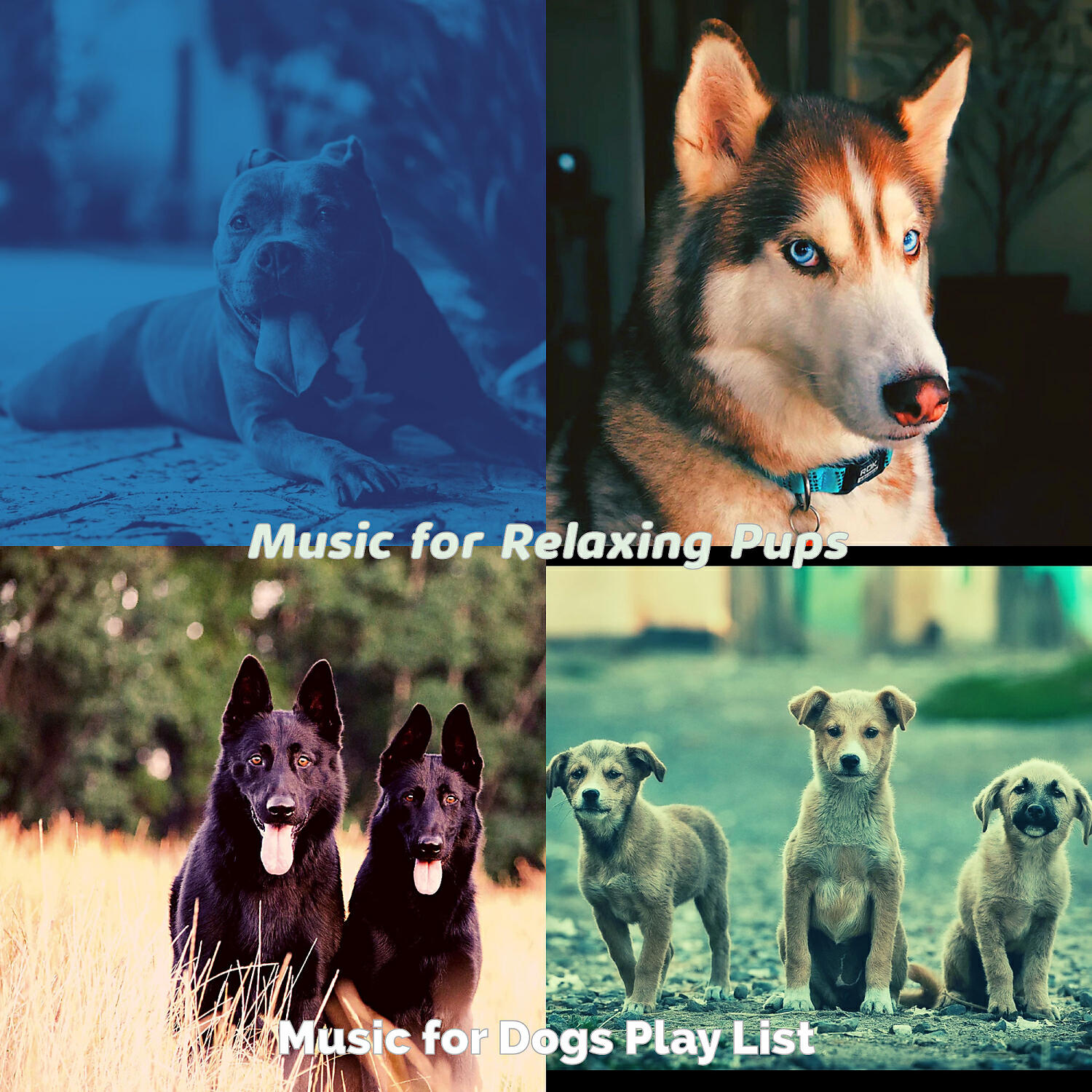 Music for Dogs Play List - Easy Listening Acoustic Guitar Soundtrack for Doggy Training