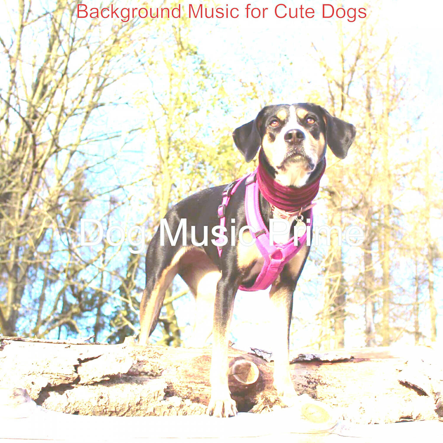 Dog Music Prime - Extraordinary Solo Piano Jazz - Vibe for Doggy Training