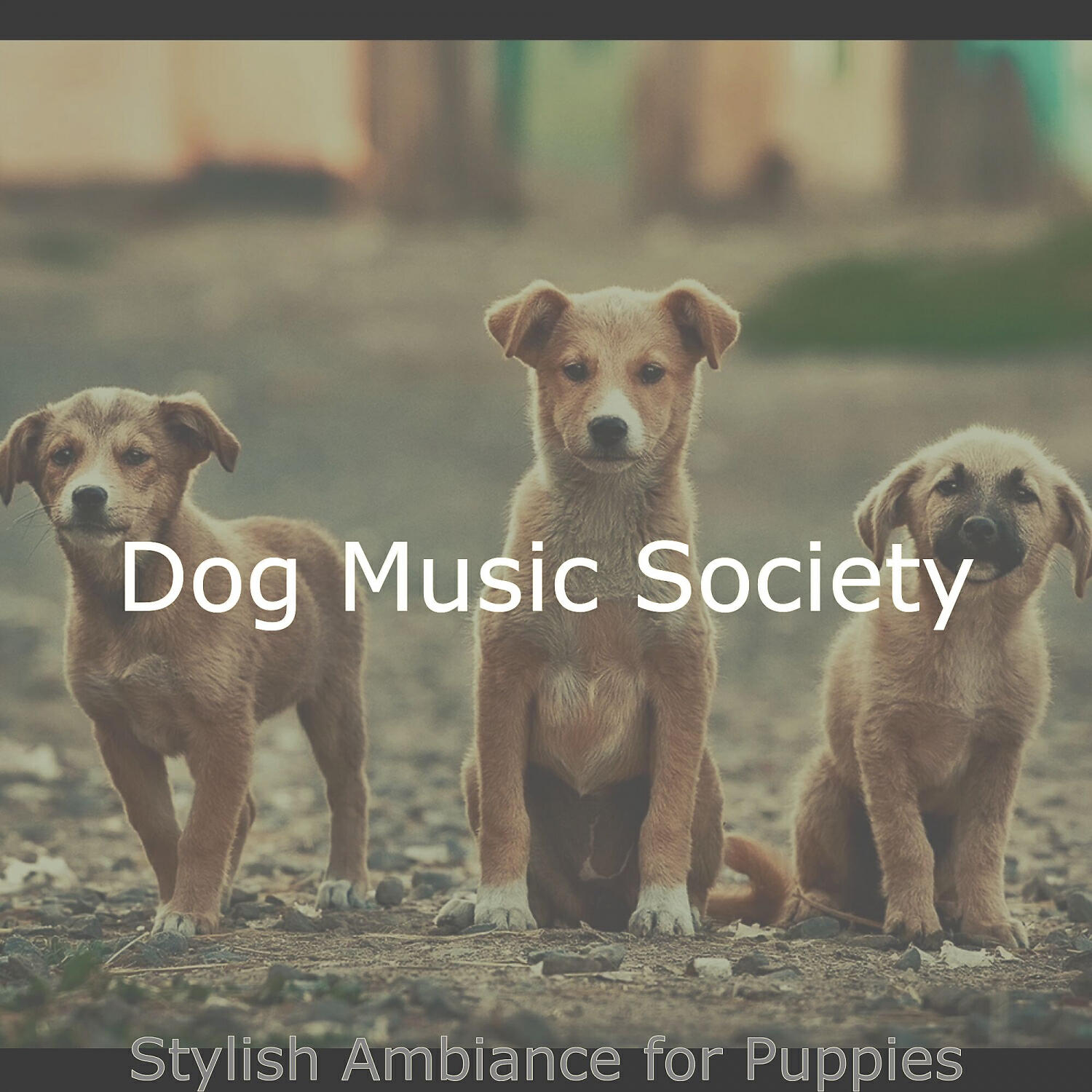 Dog Music Society - Spirited Moods for Cute Dogs