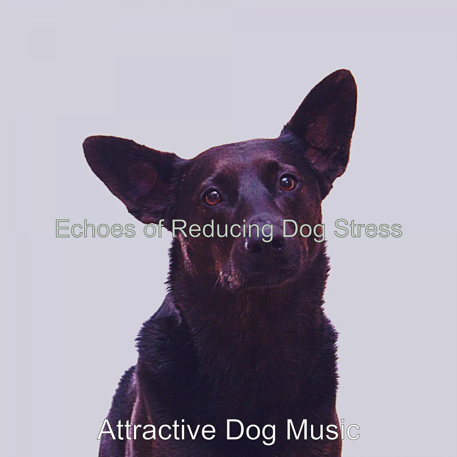 Attractive Dog Music - Incredible Music for Recollections