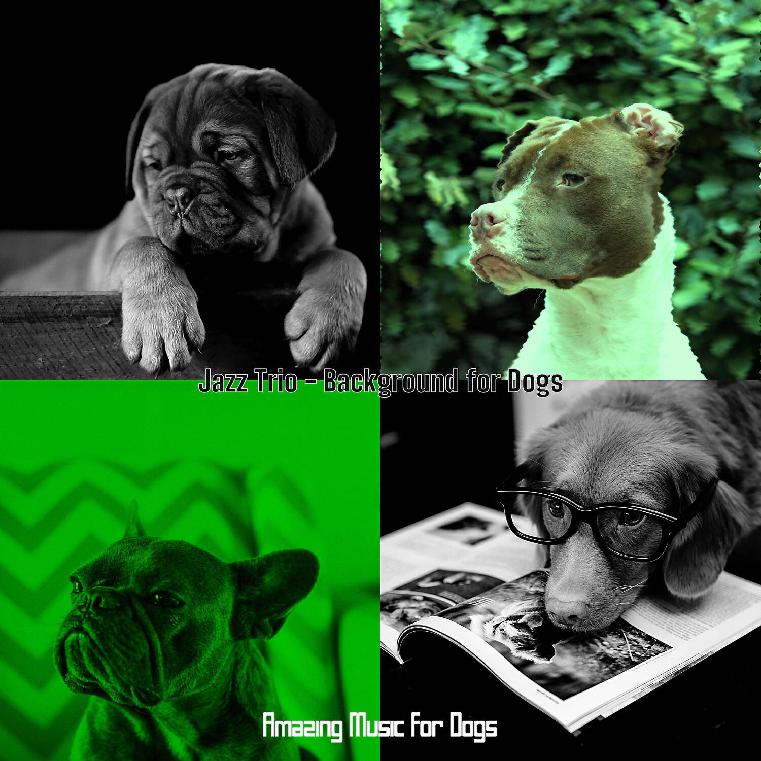 Amazing Music for Dogs - Hypnotic Jazz Guitar Trio - Vibe for Cute Puppies
