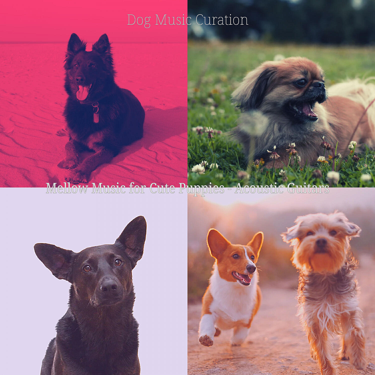 Dog Music Curation - Tremendous Guitar Solos - Vibe for Walking Dogs