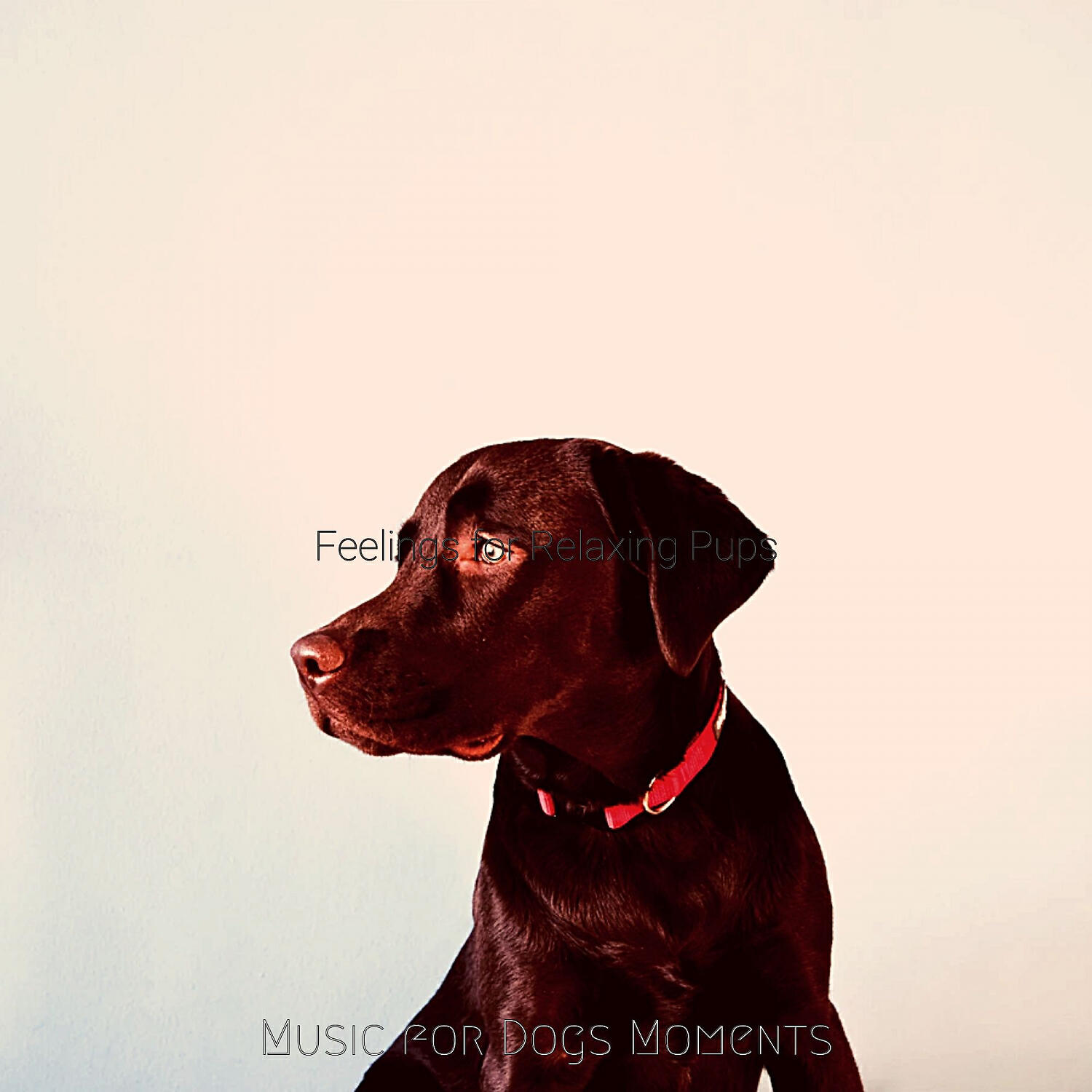 Music for Dogs Moments - Playful Moods for Walking the Dog