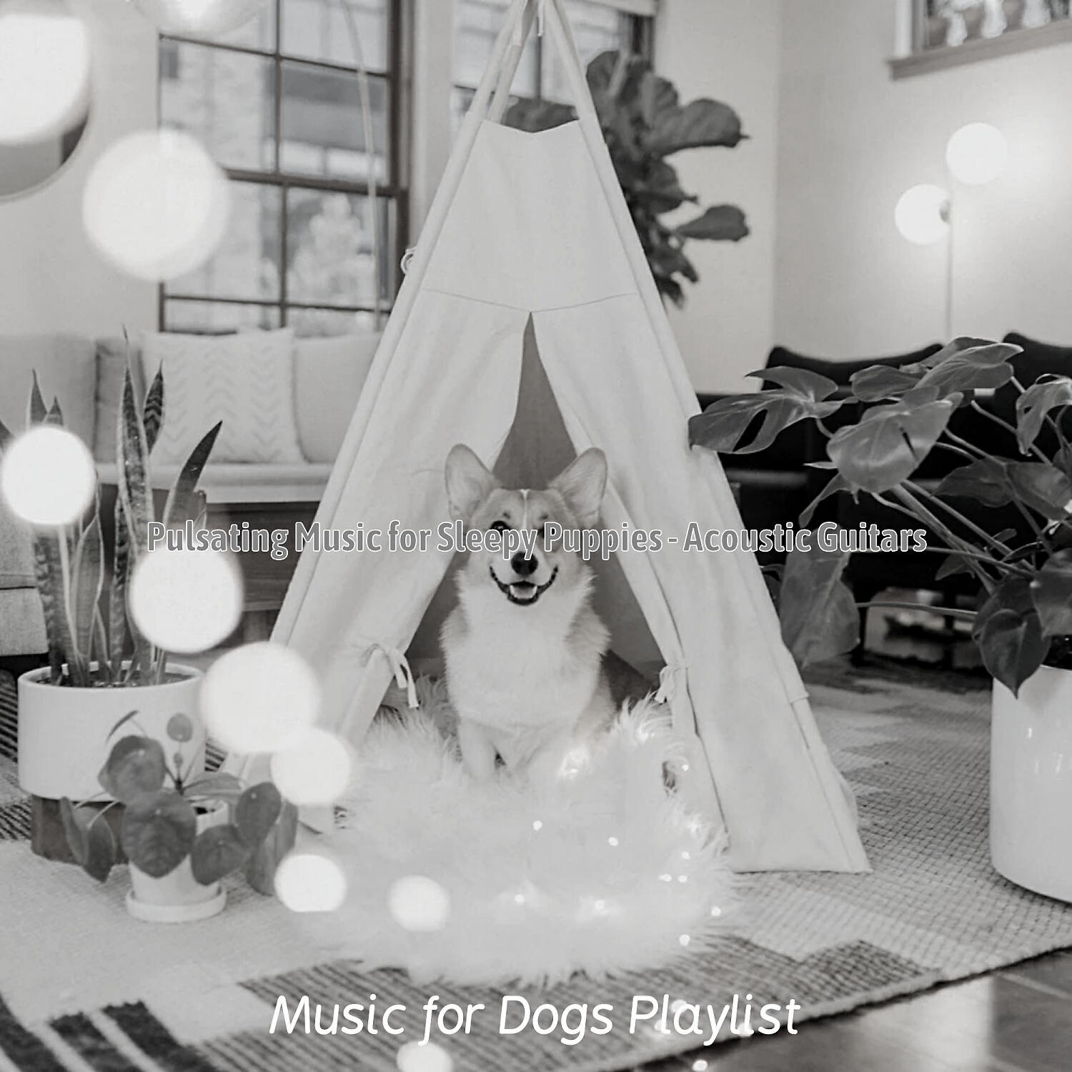 Music for Dogs Playlist - Pulsating Music for Walking the Dog