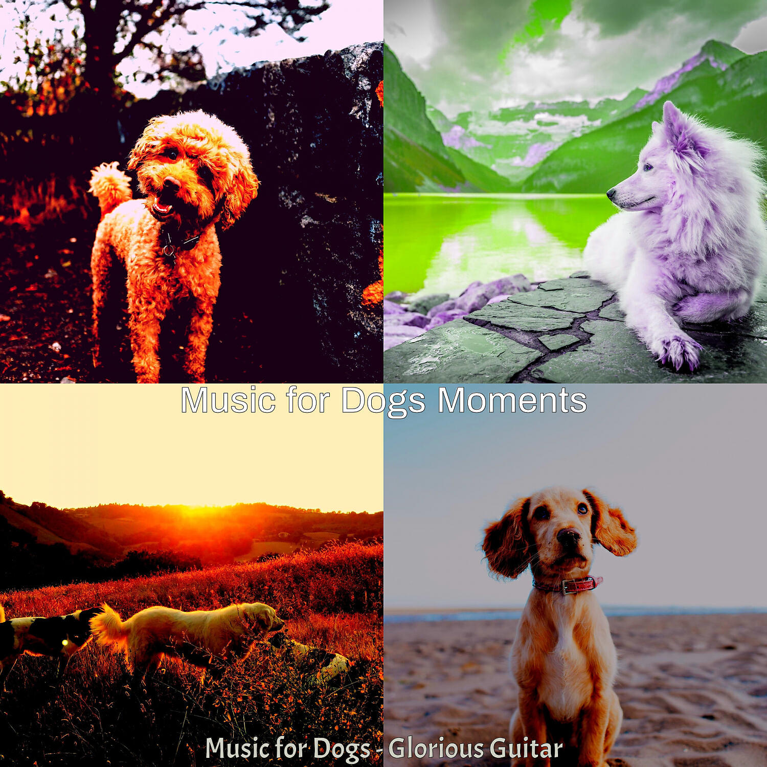 Music for Dogs Moments - Warm Jazz Guitar Trio - Vibe for Cute Puppies