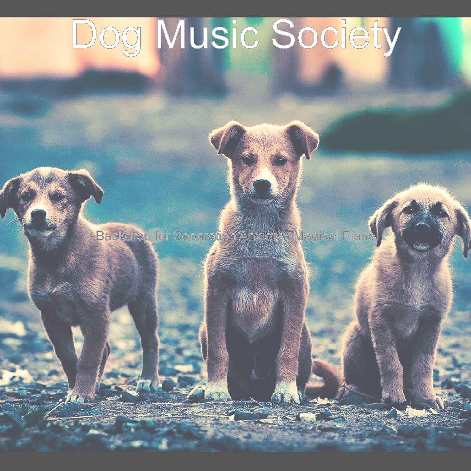 Dog Music Society - Cultured Solo Piano Jazz - Vibe for Resting Dogs