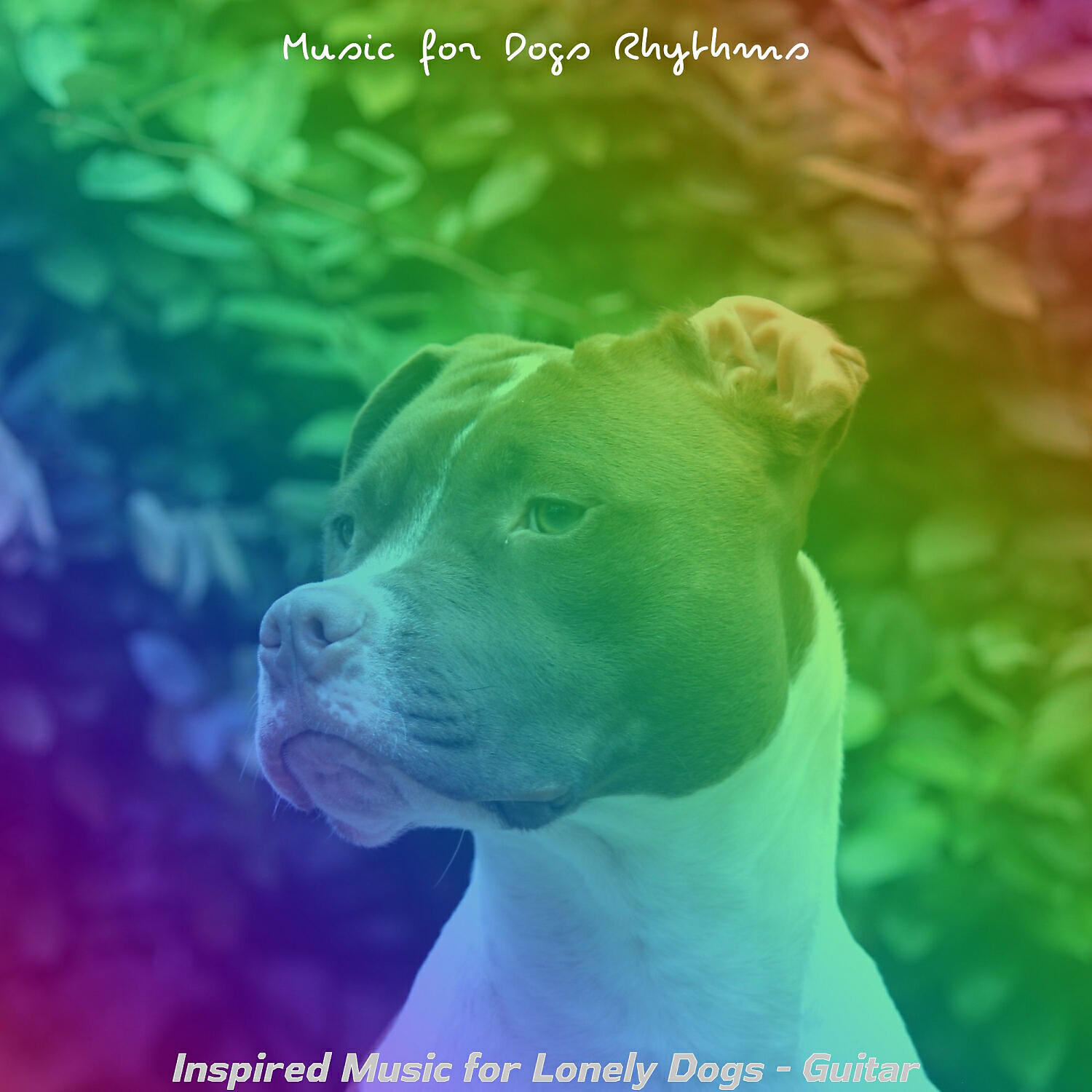 Music for Dogs Rhythms - Modish Ambience for Training Dogs