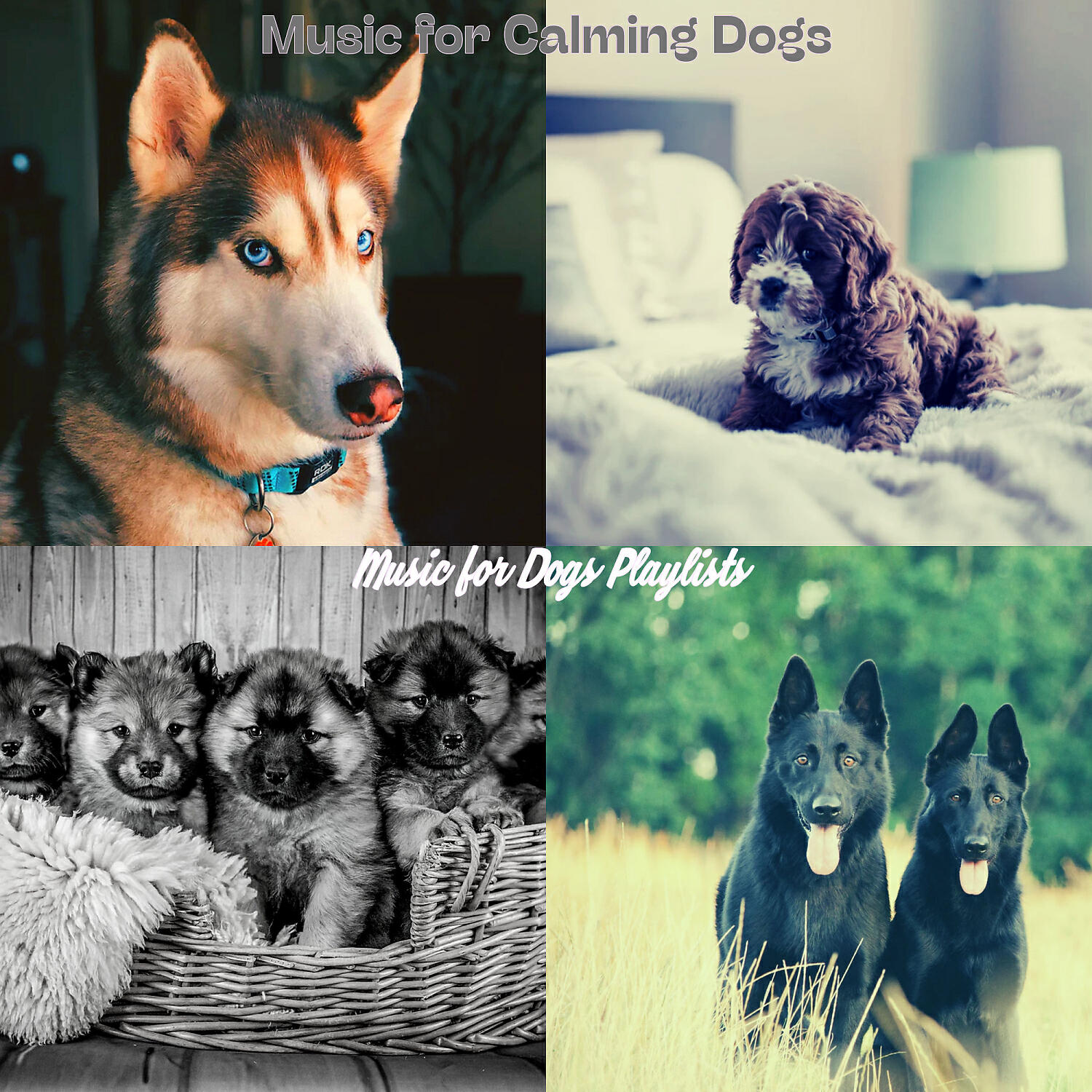 Music for Dogs Playlists - Easy Listening Acoustic Guitar Soundtrack for Sleepy Puppies