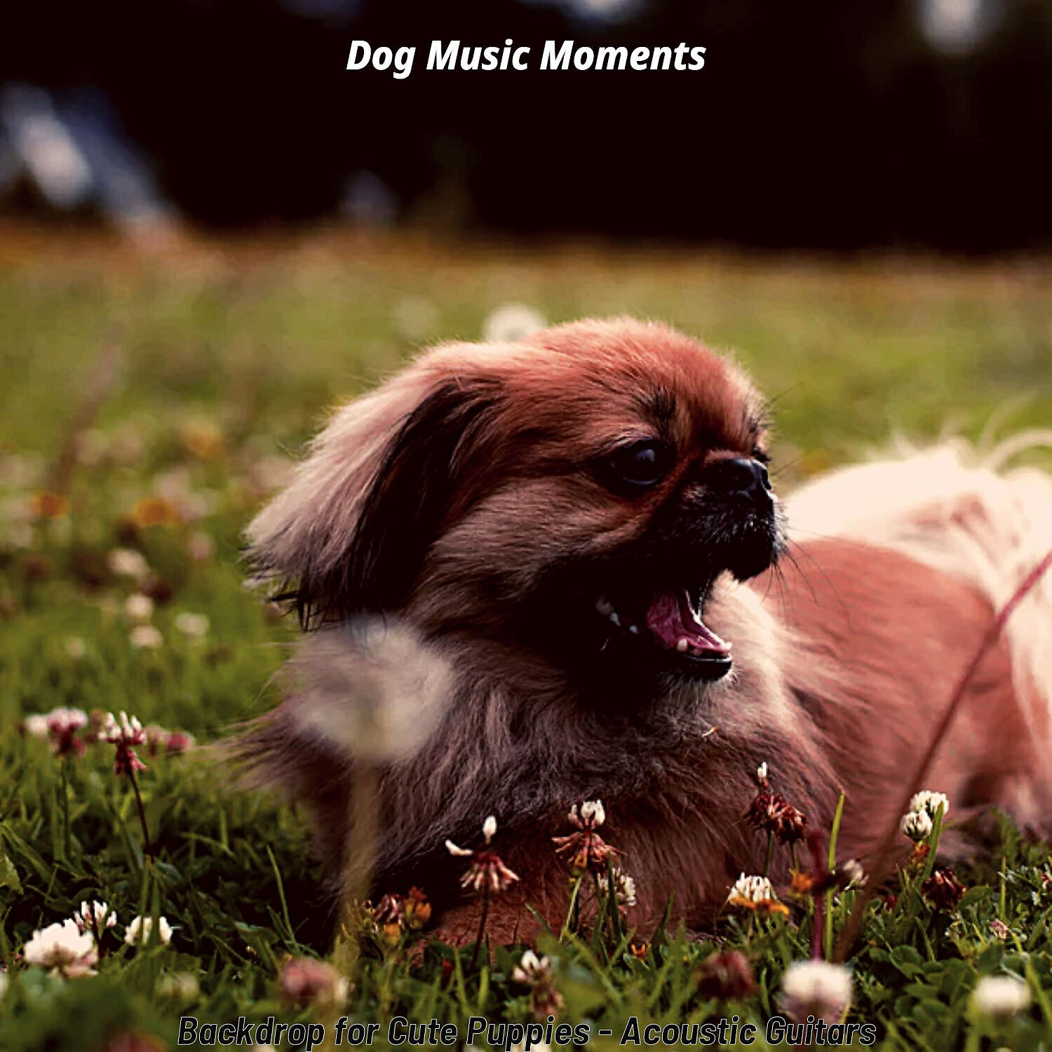Dog Music Moments - Easy Listening Acoustic Guitar Soundtrack for Separation Anxiety