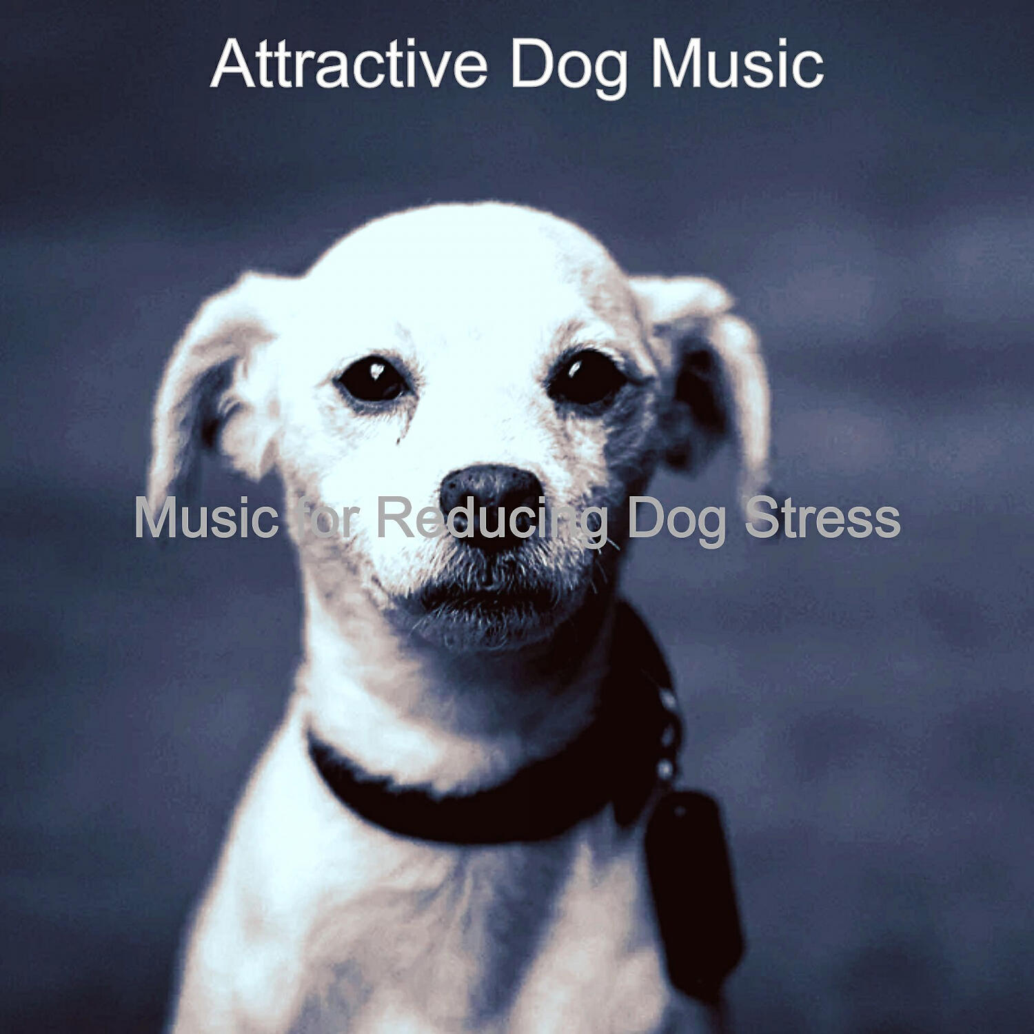 Attractive Dog Music - Piano Jazz Soundtrack for Resting Dogs