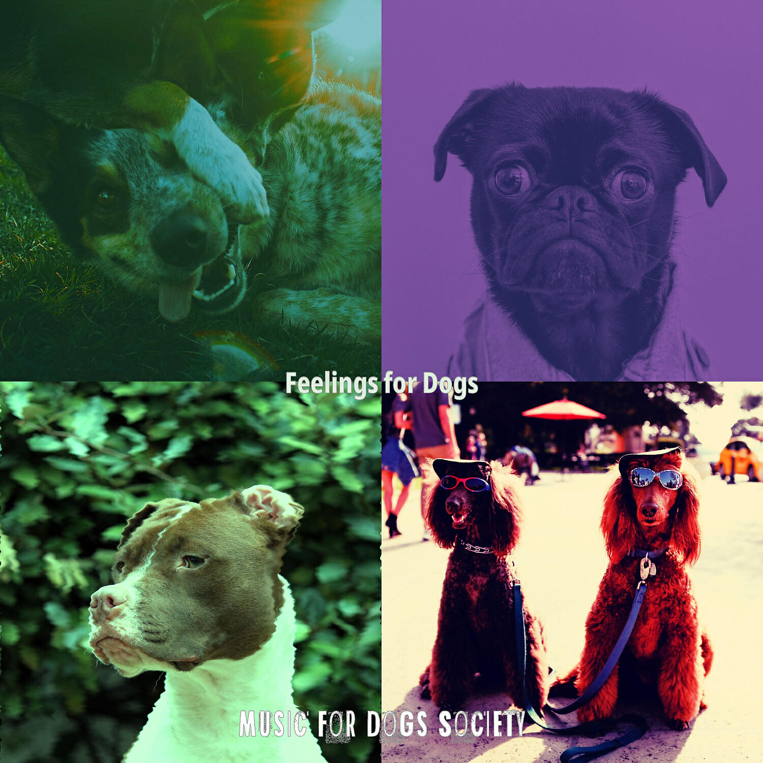 Music for Dogs Society - Astounding Music for Training Dogs