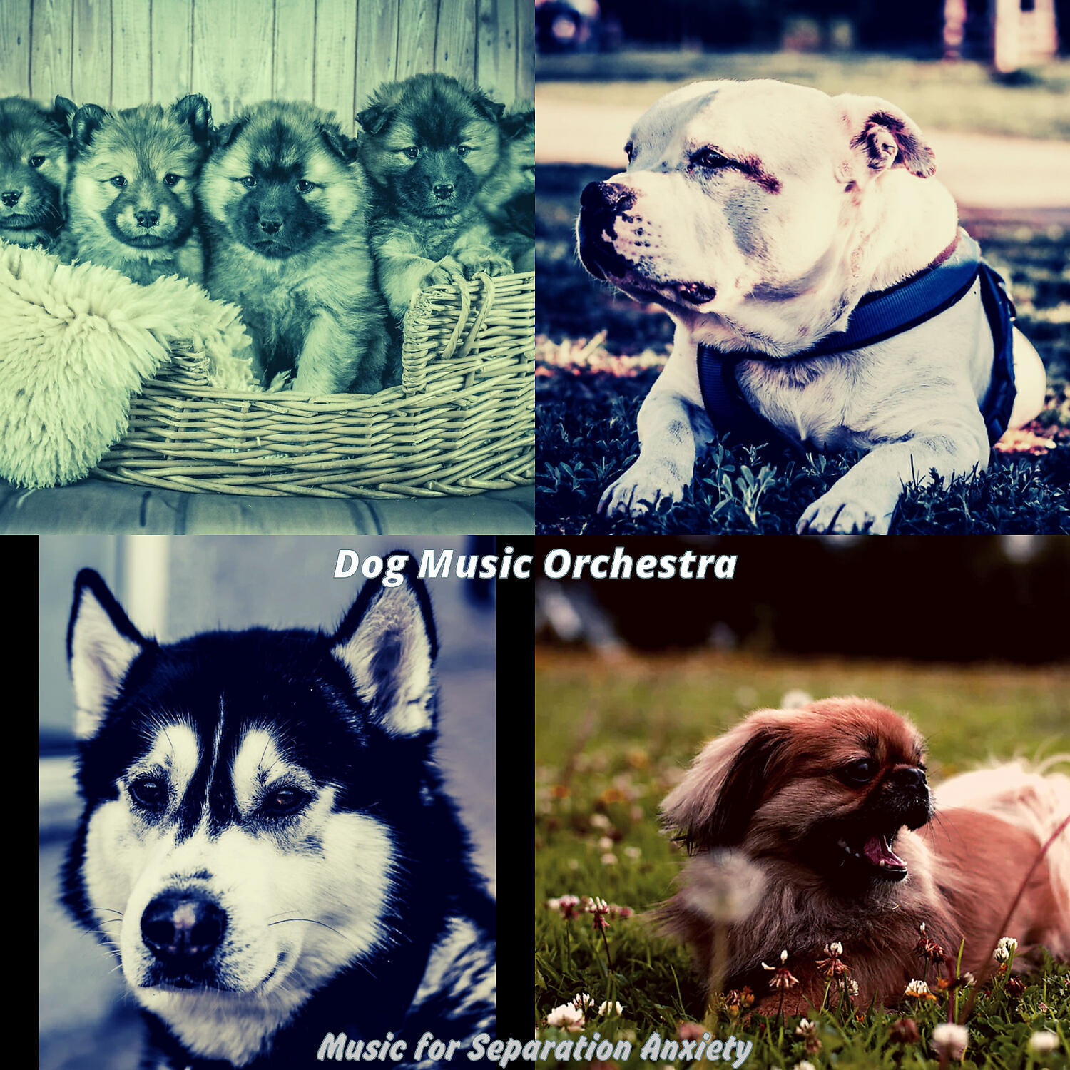 Dog Music Orchestra - Swanky Moods for Happy Dogs