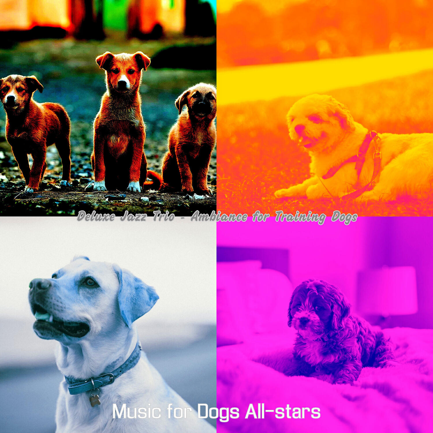 Music for Dogs All-stars - Terrific Jazz Guitar Trio - Vibe for Separation Anxiety