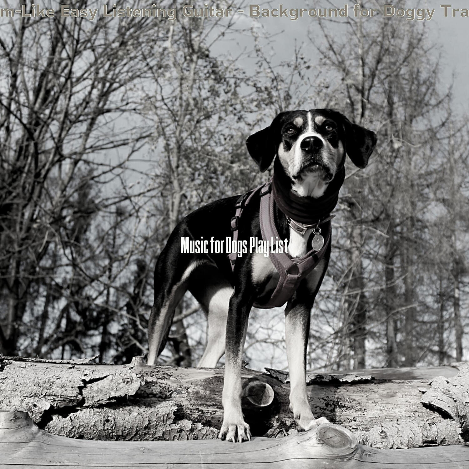 Music for Dogs Play List - Sunny Ambience for Relaxing Pups