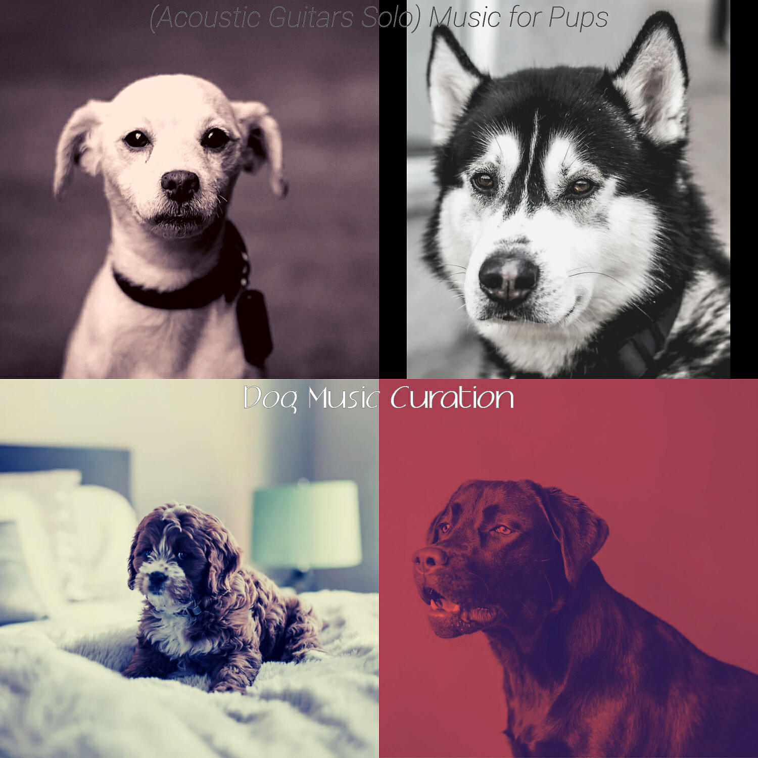 Dog Music Curation - Elegant Moods for Happy Dogs