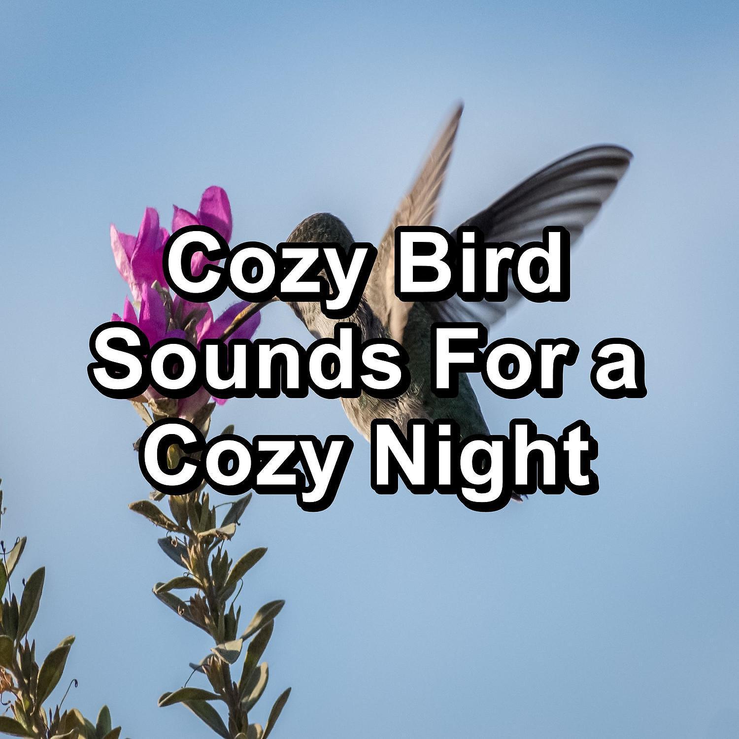 Yoga Tribe - Calming Birds For Deep Sleep Loopable for the Night