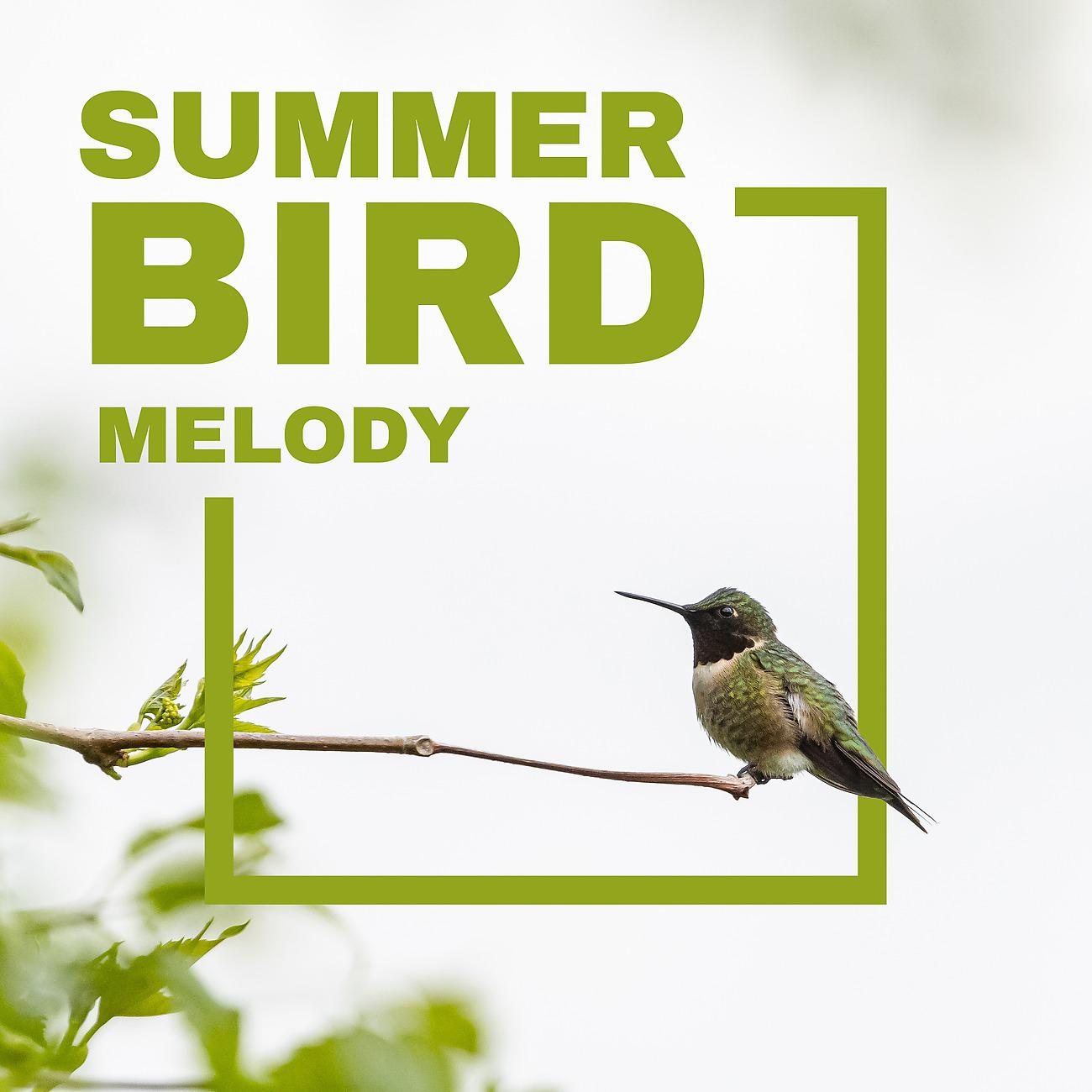 Постер альбома Summer Bird Melody - Healing Nature Full of Relaxation and Relief