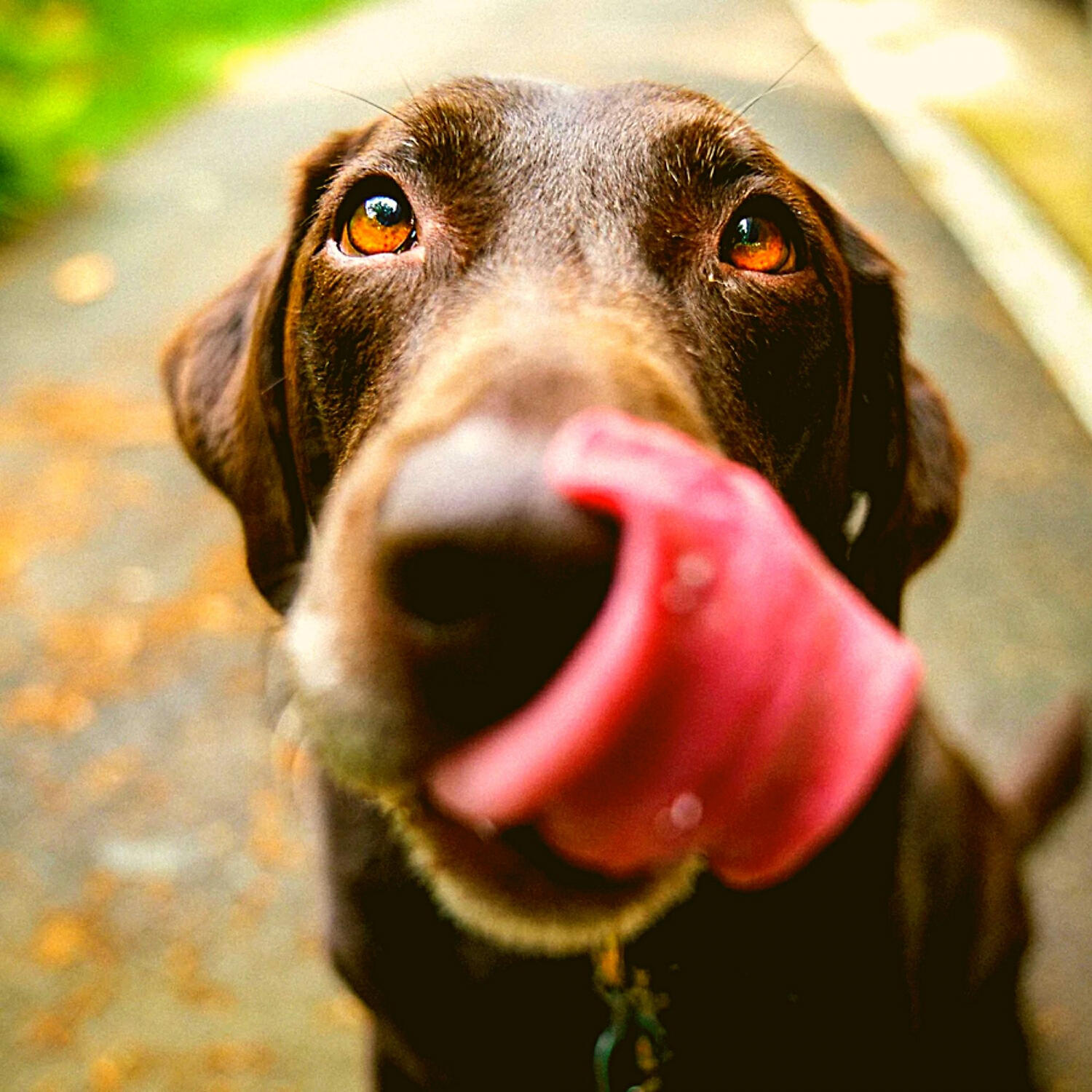 Brilliant Piano Music for Dogs - Mind-blowing Ambiance for Relaxing Pups