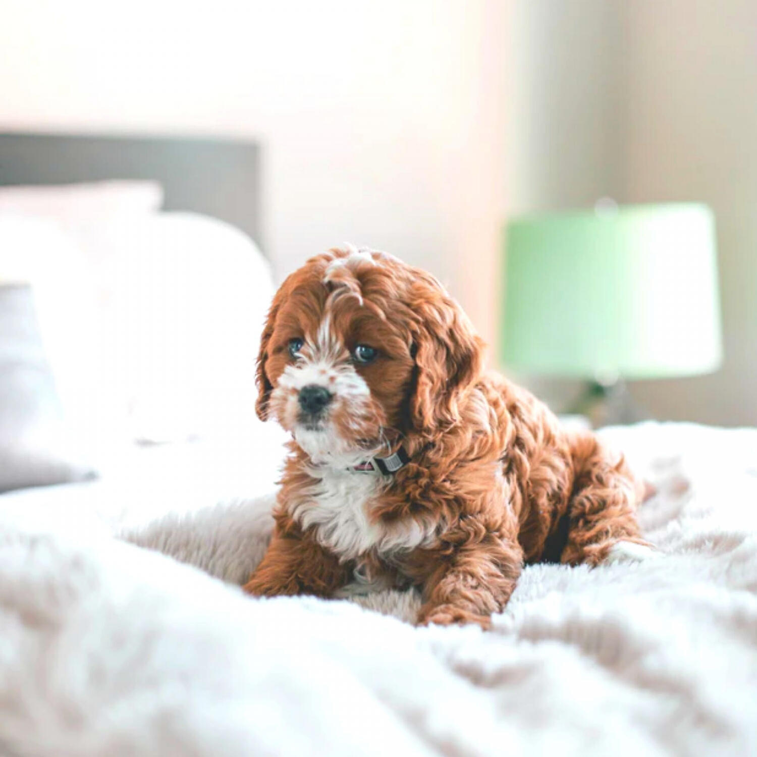 Amazing Piano Music for Dogs - Lovely Solo Piano Jazz - Vibe for Quiet Dogs